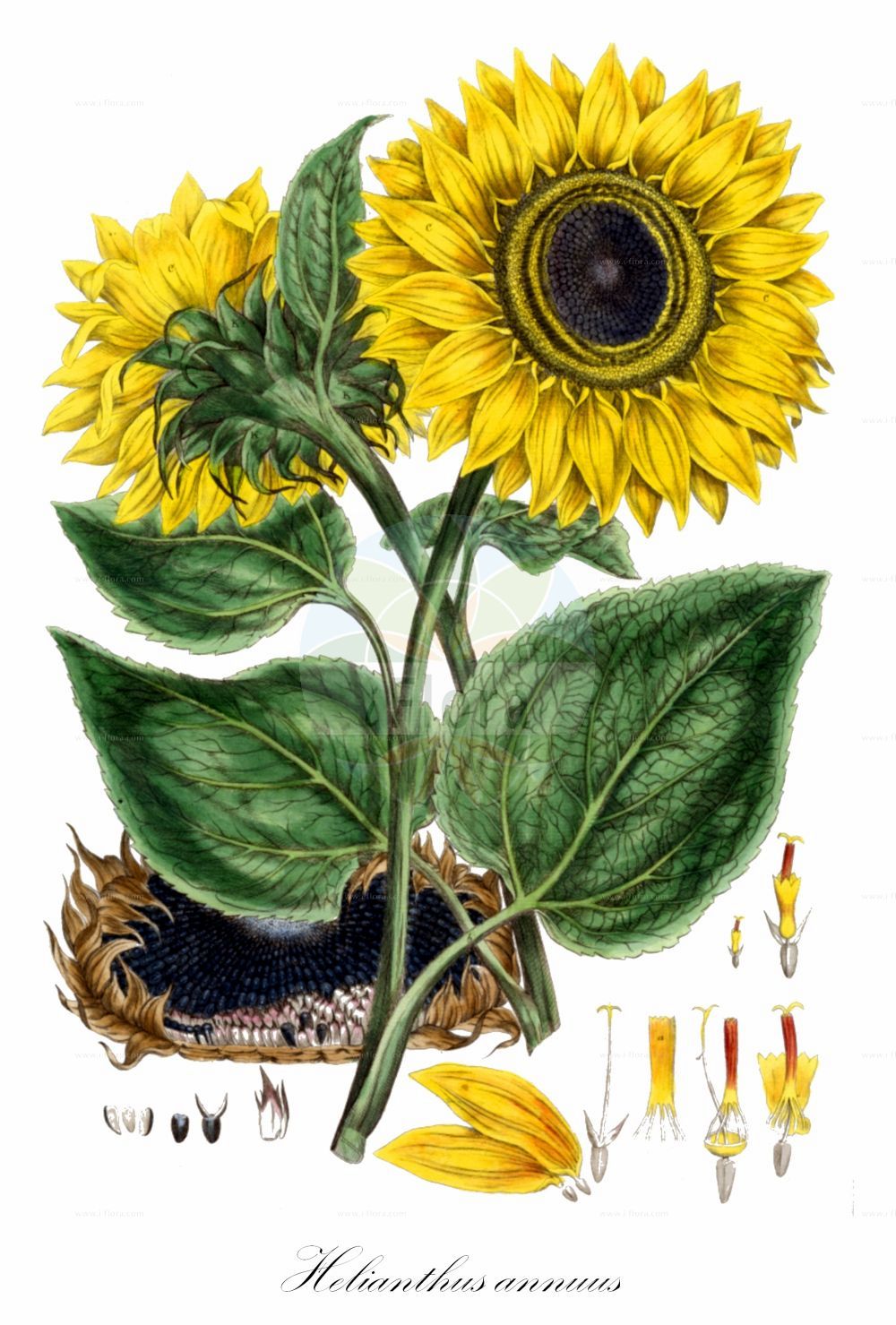 Historische Abbildung von Helianthus annuus (Sunflower). Das Bild zeigt Blatt, Bluete, Frucht und Same. ---- Historical Drawing of Helianthus annuus (Sunflower). The image is showing leaf, flower, fruit and seed.(Helianthus annuus,Sunflower,Helianthus annuus,Helianthus macrocarpus,Helianthus,Sonnenblume,Sunflower,Asteraceae,Korbblütengewächse,Daisy family,Blatt,Bluete,Frucht,Same,leaf,flower,fruit,seed,Miller (1770-1777))