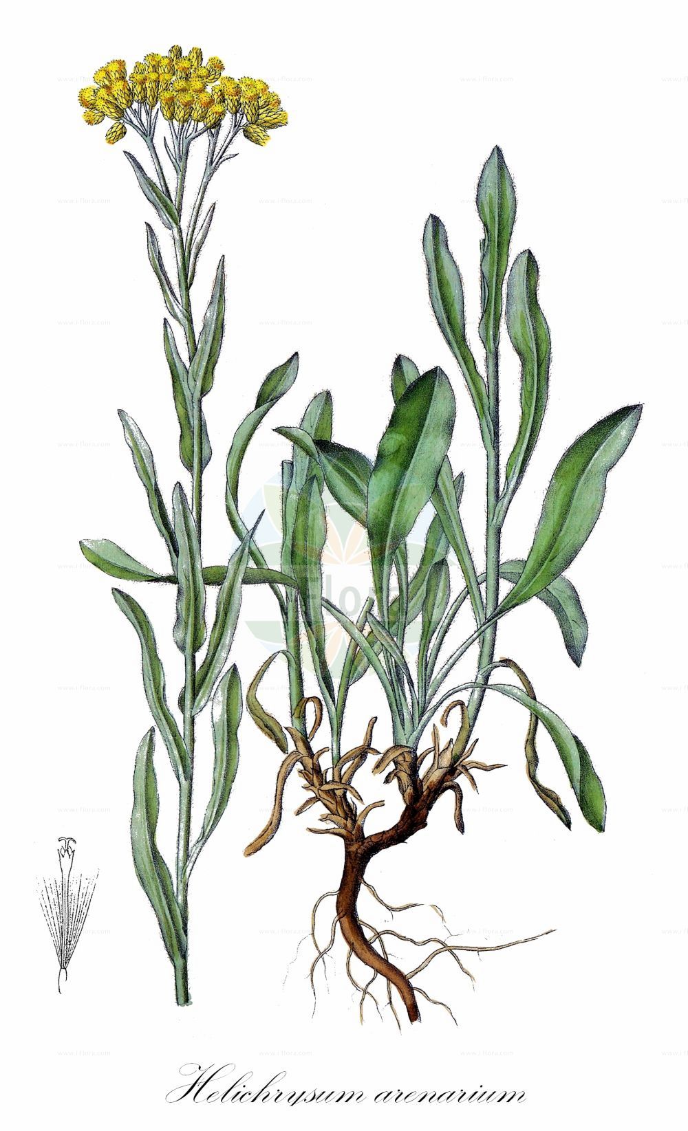 Historische Abbildung von Helichrysum arenarium (Sand-Strohblume - Strawflower). Das Bild zeigt Blatt, Bluete, Frucht und Same. ---- Historical Drawing of Helichrysum arenarium (Sand-Strohblume - Strawflower). The image is showing leaf, flower, fruit and seed.(Helichrysum arenarium,Sand-Strohblume,Strawflower,Gnaphalium arenarium,Helichrysum arenarium,Sand-Strohblume,Strawflower,Helichrysum,Strohblume,Strawflower,Asteraceae,Korbblütengewächse,Daisy family,Blatt,Bluete,Frucht,Same,leaf,flower,fruit,seed,Dietrich (1833-1844))