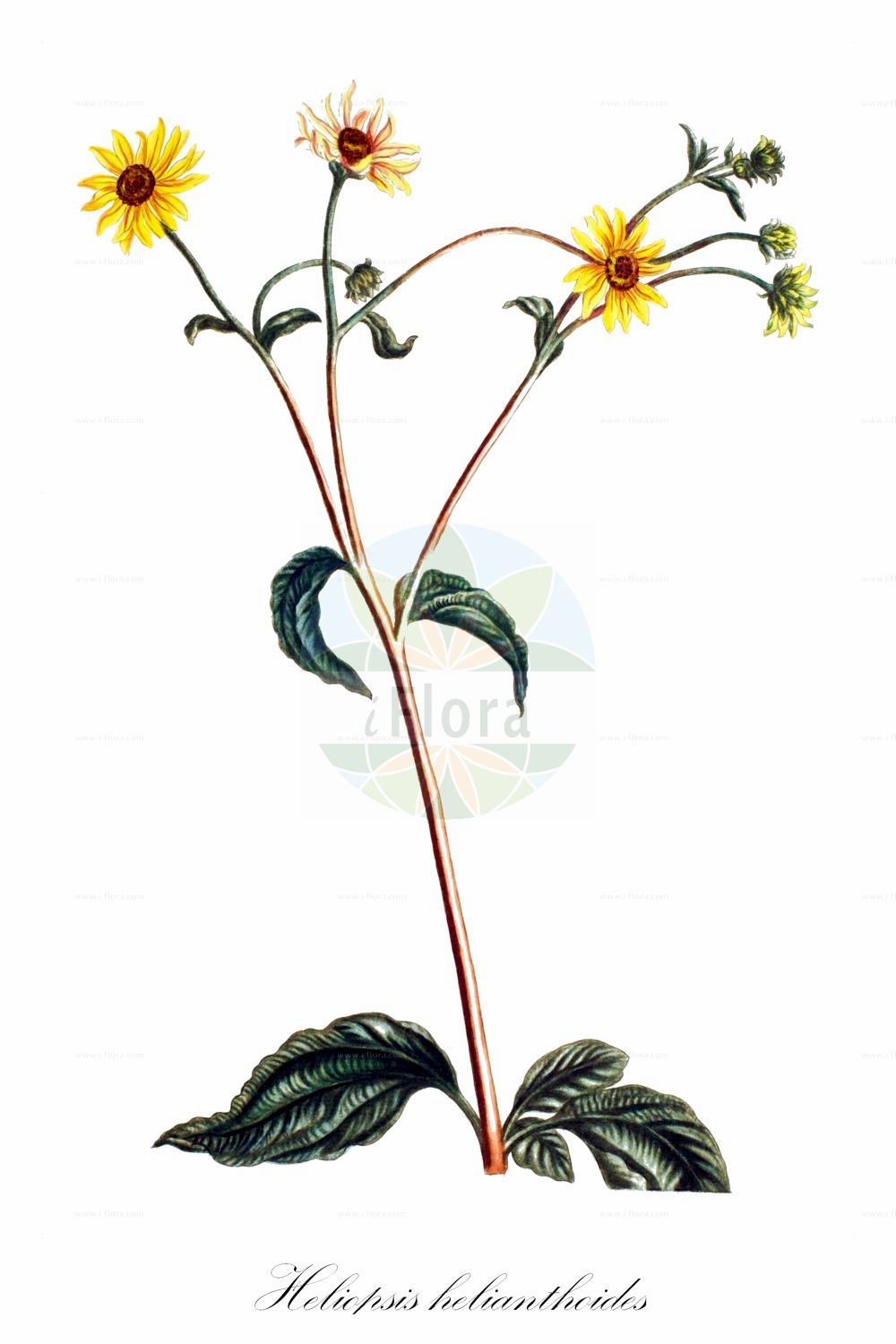 Historische Abbildung von Heliopsis helianthoides. Das Bild zeigt Blatt, Bluete, Frucht und Same. ---- Historical Drawing of Heliopsis helianthoides. The image is showing leaf, flower, fruit and seed.(Heliopsis helianthoides,Buphthalmum helianthoides,Heliopsis helianthoides,Heliopsis,Asteraceae,Korbblütengewächse,Daisy family,Blatt,Bluete,Frucht,Same,leaf,flower,fruit,seed,Martyn (1797))
