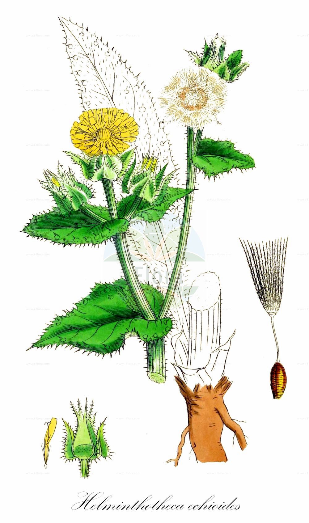 Historische Abbildung von Helminthotheca echioides (Natternkopf-Bitterkraut - Bristly Oxtongue). Das Bild zeigt Blatt, Bluete, Frucht und Same. ---- Historical Drawing of Helminthotheca echioides (Natternkopf-Bitterkraut - Bristly Oxtongue). The image is showing leaf, flower, fruit and seed.(Helminthotheca echioides,Natternkopf-Bitterkraut,Bristly Oxtongue,Helminthia echioides,Helminthia humifusa,Helminthia pratensis,Helminthia tuberculata,Helminthotheca echioides,Picris echioides,Picris humifusa,Natternkopf-Bitterkraut,Natterkopf-Bitterkraut,Wurmsalat,Bristly Oxtongue,Helminthotheca,Bitterkraut,Asteraceae,Korbblütengewächse,Daisy family,Blatt,Bluete,Frucht,Same,leaf,flower,fruit,seed,Sowerby (1790-1813))