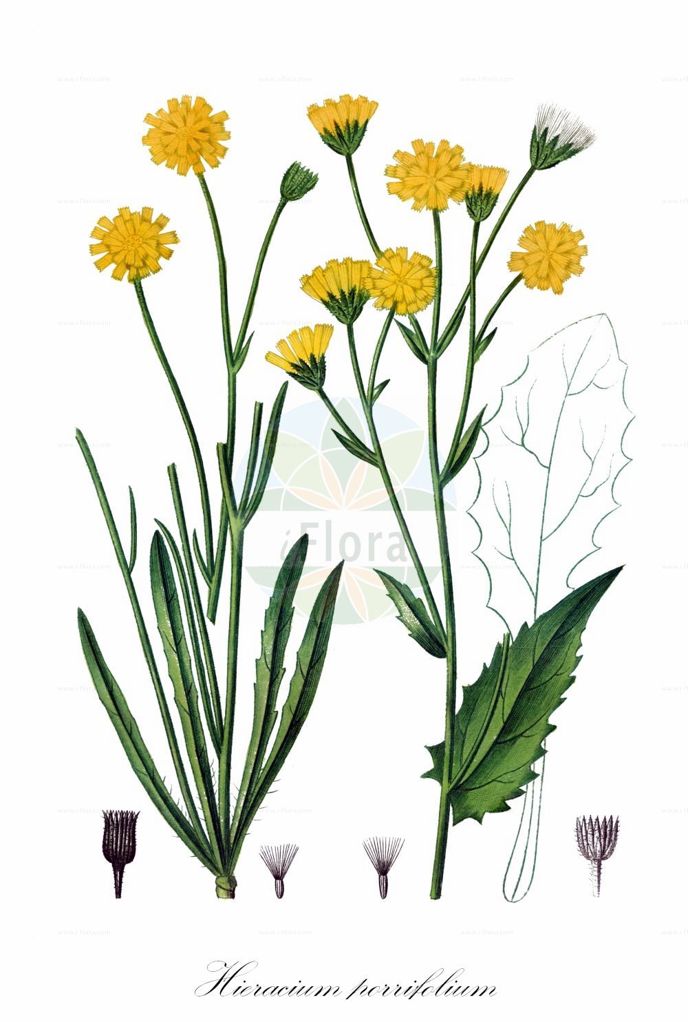 Historische Abbildung von Hieracium porrifolium. Das Bild zeigt Blatt, Bluete, Frucht und Same. ---- Historical Drawing of Hieracium porrifolium. The image is showing leaf, flower, fruit and seed.(Hieracium porrifolium,Hieracium farinosum,Hieracium porrifolium,Hieracium,Habichtskraut,Hawkweeds,Asteraceae,Korbblütengewächse,Daisy family,Blatt,Bluete,Frucht,Same,leaf,flower,fruit,seed,de Saint-Hilaire (1828-1833))