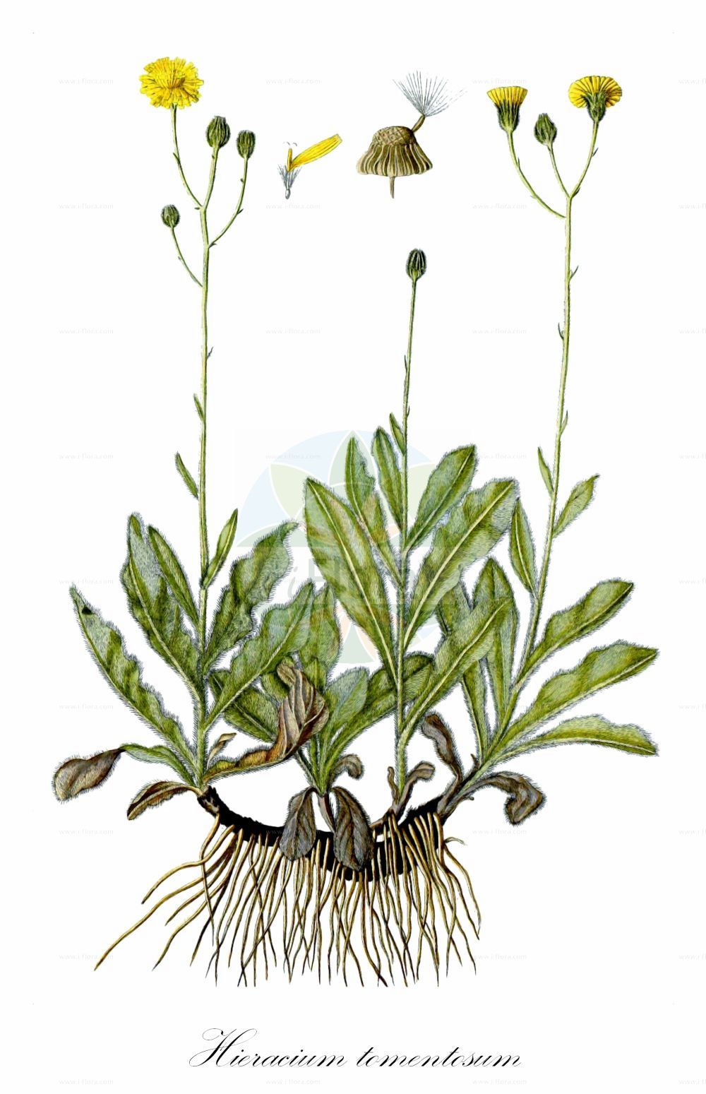 Historische Abbildung von Hieracium tomentosum. Das Bild zeigt Blatt, Bluete, Frucht und Same. ---- Historical Drawing of Hieracium tomentosum. The image is showing leaf, flower, fruit and seed.(Hieracium tomentosum,Hieracium coniflorum,Hieracium lanatum,Hieracium tomentosum,Hieracium,Habichtskraut,Hawkweeds,Asteraceae,Korbblütengewächse,Daisy family,Blatt,Bluete,Frucht,Same,leaf,flower,fruit,seed,Waldstein-Wartenberg & Kitaibel (1799-1812))