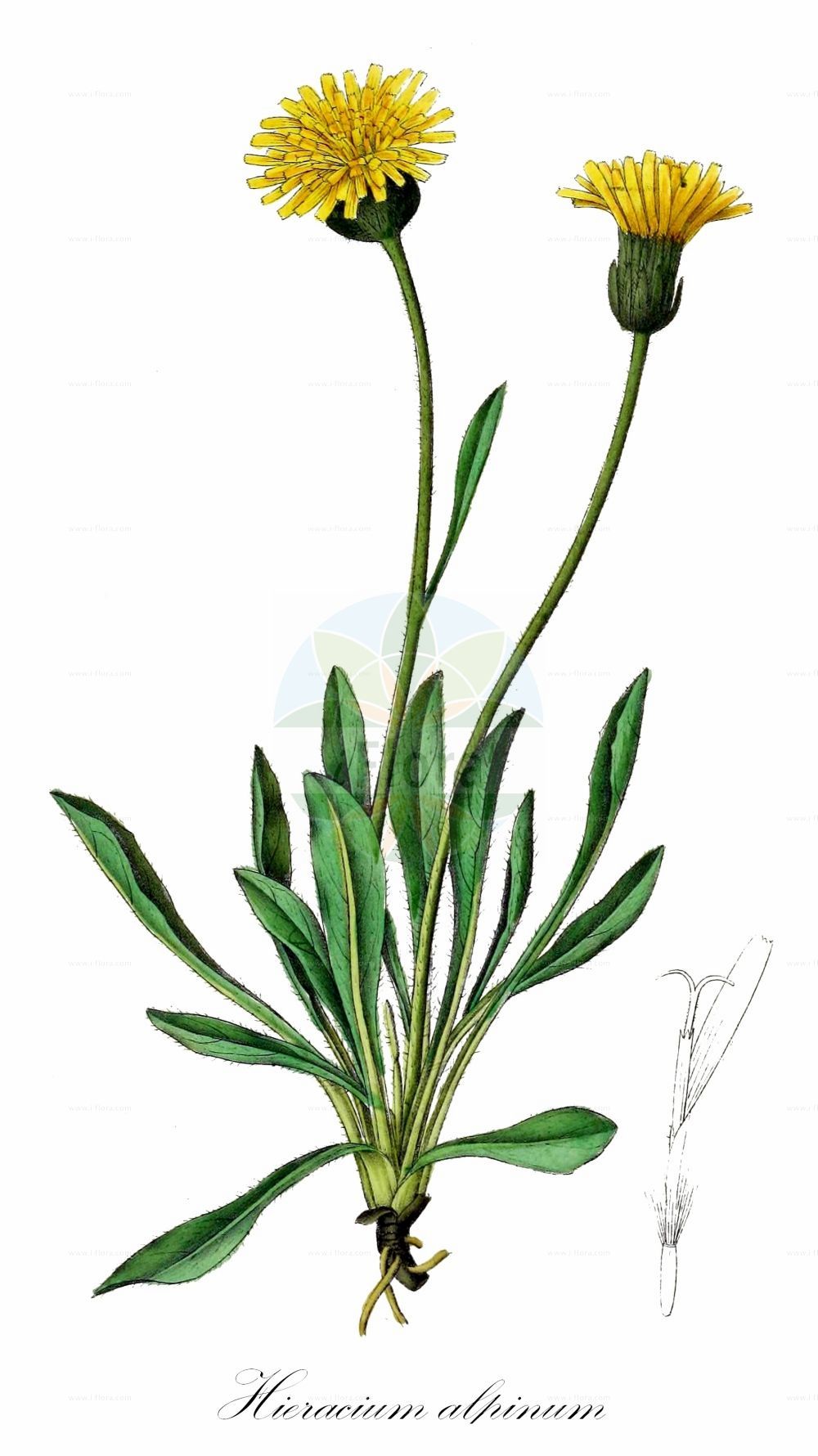 Historische Abbildung von Hieracium alpinum (Alpen-Habichtskraut). Das Bild zeigt Blatt, Bluete, Frucht und Same. ---- Historical Drawing of Hieracium alpinum (Alpen-Habichtskraut). The image is showing leaf, flower, fruit and seed.(Hieracium alpinum,Alpen-Habichtskraut,Hieracium alpinum,Alpen-Habichtskraut,Hieracium,Habichtskraut,Hawkweeds,Asteraceae,Korbblütengewächse,Daisy family,Blatt,Bluete,Frucht,Same,leaf,flower,fruit,seed,Dietrich (1833-1844))