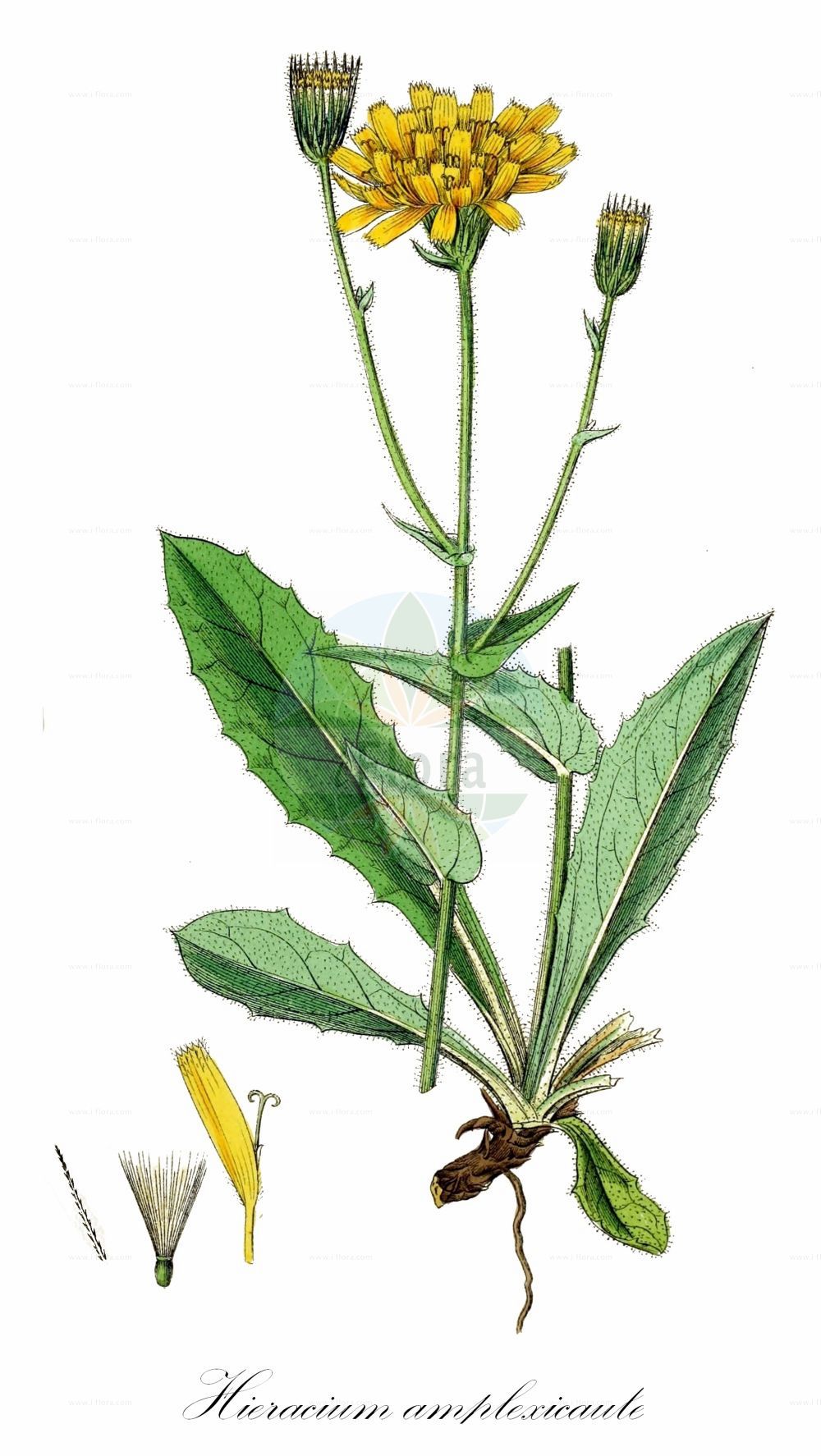 Historische Abbildung von Hieracium amplexicaule (Stängelumfassendes Habichtskraut - Sticky Hawkweed). Das Bild zeigt Blatt, Bluete, Frucht und Same. ---- Historical Drawing of Hieracium amplexicaule (Stängelumfassendes Habichtskraut - Sticky Hawkweed). The image is showing leaf, flower, fruit and seed.(Hieracium amplexicaule,Stängelumfassendes Habichtskraut,Sticky Hawkweed,Hieracium amplexicaule,Hieracium balsameum,Hieracium tappeineri,Staengelumfassendes Habichtskraut,Stengelumfassendes Habichtskraut,Sticky Hawkweed,Hieracium,Habichtskraut,Hawkweeds,Asteraceae,Korbblütengewächse,Daisy family,Blatt,Bluete,Frucht,Same,leaf,flower,fruit,seed,Sowerby (1790-1813))
