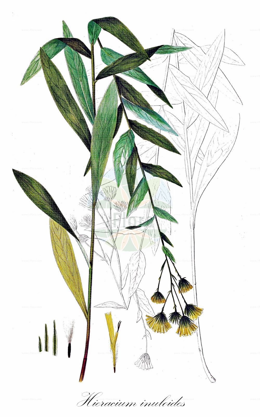 Historische Abbildung von Hieracium inuloides (Alantblättriges Habichtskraut - Butterfly Hawkweed). Das Bild zeigt Blatt, Bluete, Frucht und Same. ---- Historical Drawing of Hieracium inuloides (Alantblättriges Habichtskraut - Butterfly Hawkweed). The image is showing leaf, flower, fruit and seed.(Hieracium inuloides,Alantblättriges Habichtskraut,Butterfly Hawkweed,Hieracium inuloides,Alantblaettriges Habichtskraut,Butterfly Hawkweed,Hieracium,Habichtskraut,Hawkweeds,Asteraceae,Korbblütengewächse,Daisy family,Blatt,Bluete,Frucht,Same,leaf,flower,fruit,seed,Oeder (1761-1883))