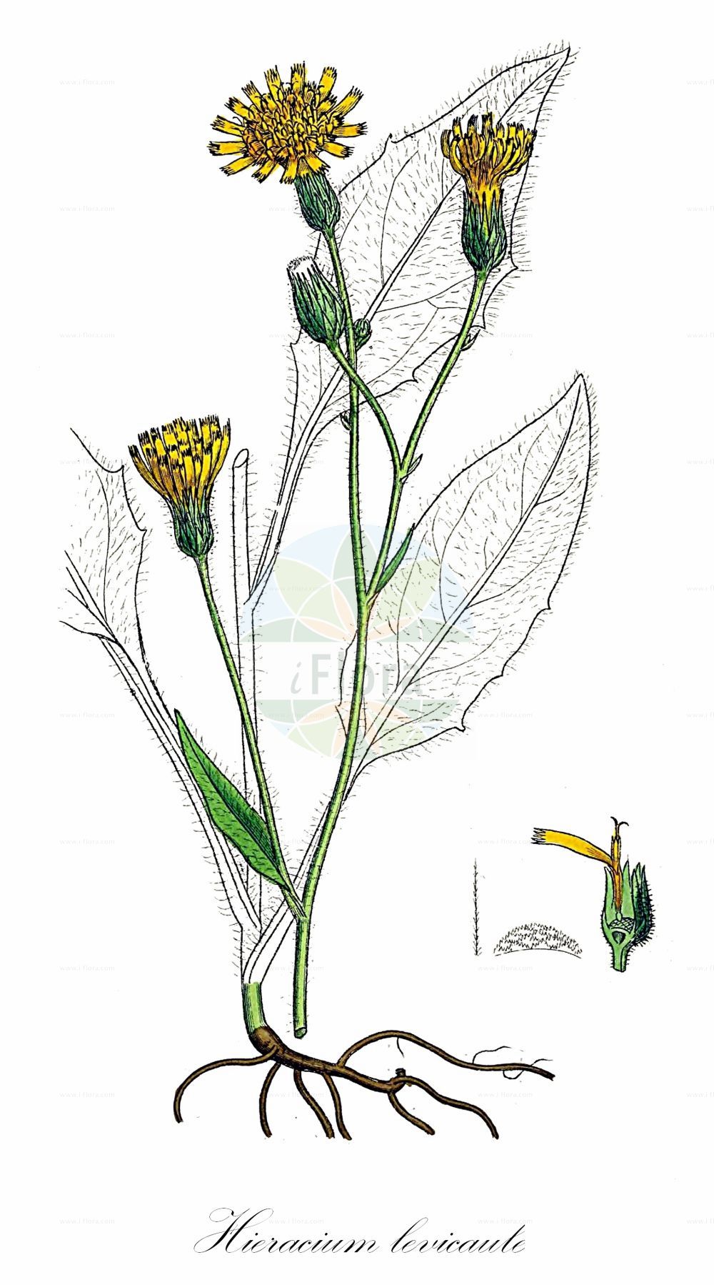 Historische Abbildung von Hieracium levicaule (Dünnstängliges Habichtskraut - Common Hawkweed). Das Bild zeigt Blatt, Bluete, Frucht und Same. ---- Historical Drawing of Hieracium levicaule (Dünnstängliges Habichtskraut - Common Hawkweed). The image is showing leaf, flower, fruit and seed.(Hieracium levicaule,Dünnstängliges Habichtskraut,Common Hawkweed,Hieracium levicaule,Duennstaengliges Habichtskraut,Common Hawkweed,Hieracium,Habichtskraut,Hawkweeds,Asteraceae,Korbblütengewächse,Daisy family,Blatt,Bluete,Frucht,Same,leaf,flower,fruit,seed,Sowerby (1790-1813))