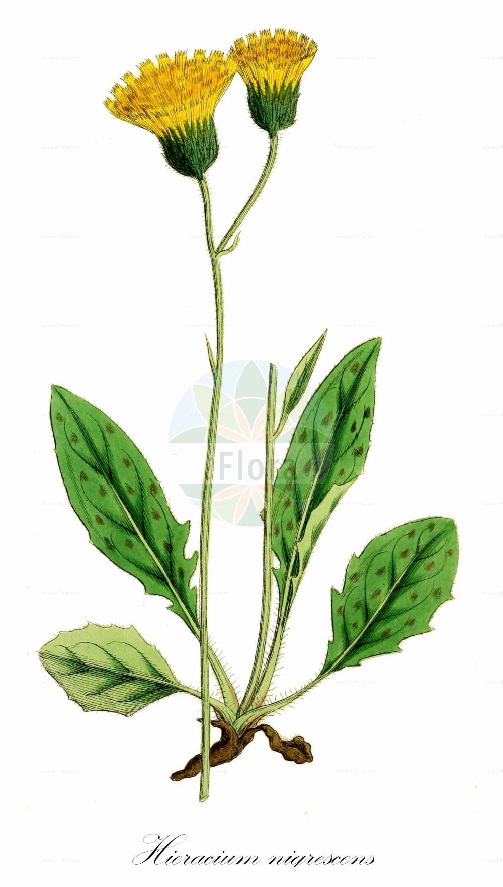 Historische Abbildung von Hieracium nigrescens (Schwärzliches Habichtskraut - Dark Hawkweed). Das Bild zeigt Blatt, Bluete, Frucht und Same. ---- Historical Drawing of Hieracium nigrescens (Schwärzliches Habichtskraut - Dark Hawkweed). The image is showing leaf, flower, fruit and seed.(Hieracium nigrescens,Schwärzliches Habichtskraut,Dark Hawkweed,Hieracium nigrescens,Schwaerzliches Habichtskraut,Dark Hawkweed,Hieracium,Habichtskraut,Hawkweeds,Asteraceae,Korbblütengewächse,Daisy family,Blatt,Bluete,Frucht,Same,leaf,flower,fruit,seed,Sowerby (1790-1813))