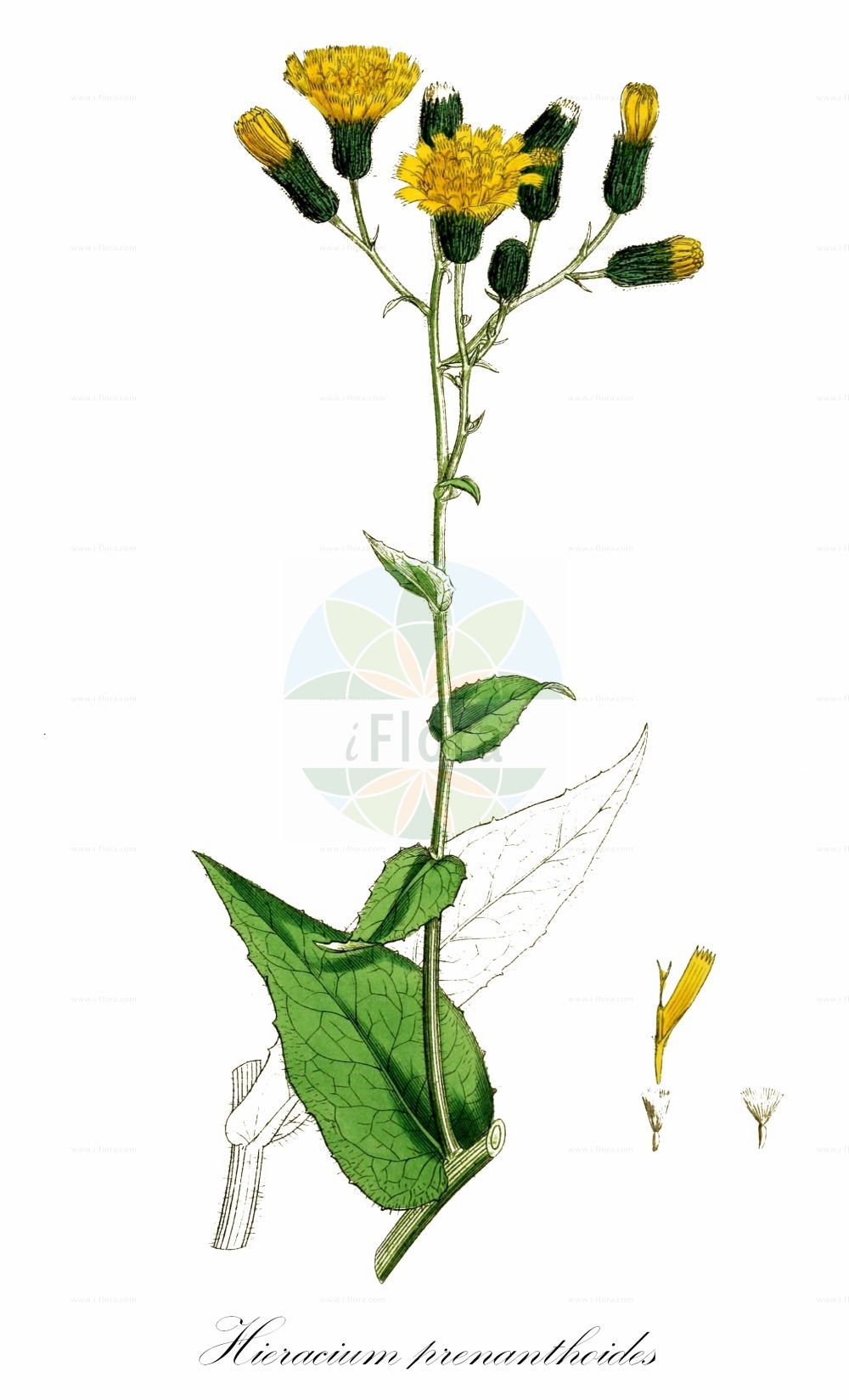 Historische Abbildung von Hieracium prenanthoides (Hasenlattich-Habichtskraut - Prenanth Hawkweed). Das Bild zeigt Blatt, Bluete, Frucht und Same. ---- Historical Drawing of Hieracium prenanthoides (Hasenlattich-Habichtskraut - Prenanth Hawkweed). The image is showing leaf, flower, fruit and seed.(Hieracium prenanthoides,Hasenlattich-Habichtskraut,Prenanth Hawkweed,Hieracium prenanthoides,Hasenlattich-Habichtskraut,Prenanth Hawkweed,Hieracium,Habichtskraut,Hawkweeds,Asteraceae,Korbblütengewächse,Daisy family,Blatt,Bluete,Frucht,Same,leaf,flower,fruit,seed,Sowerby (1790-1813))