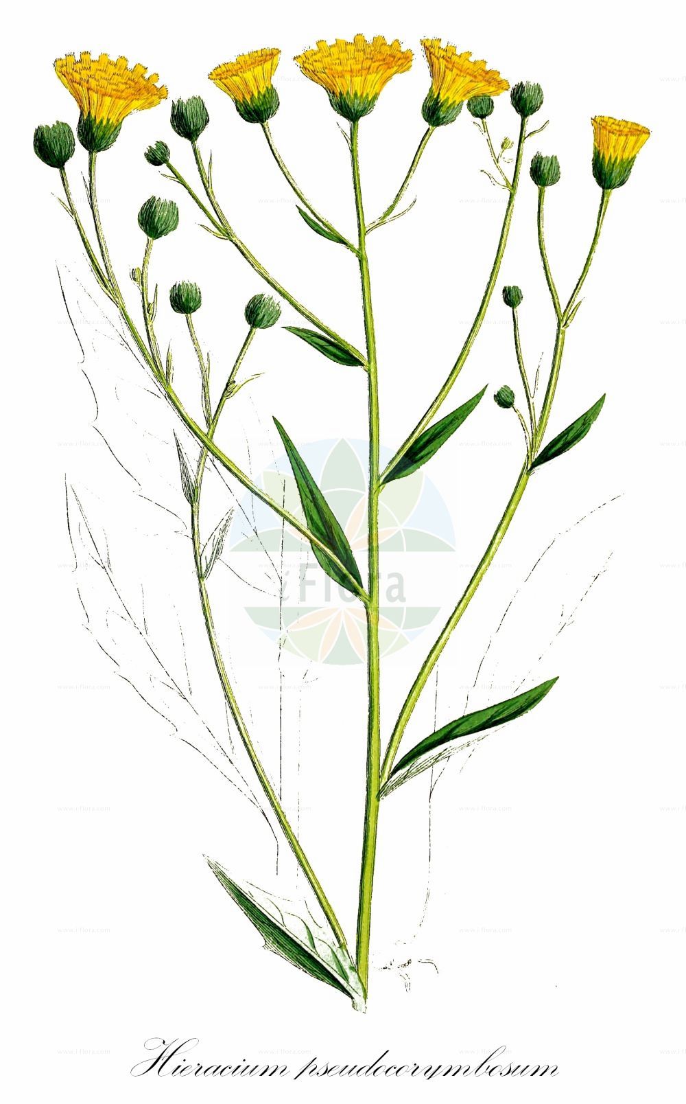 Historische Abbildung von Hieracium pseudocorymbosum (Schirmtraubiges Habichtskraut - Pseudocorymb Hawkweed). Das Bild zeigt Blatt, Bluete, Frucht und Same. ---- Historical Drawing of Hieracium pseudocorymbosum (Schirmtraubiges Habichtskraut - Pseudocorymb Hawkweed). The image is showing leaf, flower, fruit and seed.(Hieracium pseudocorymbosum,Schirmtraubiges Habichtskraut,Pseudocorymb Hawkweed,Hieracium pseudocorymbosum,Schirmtraubiges Habichtskraut,Pseudocorymb Hawkweed,Hieracium,Habichtskraut,Hawkweeds,Asteraceae,Korbblütengewächse,Daisy family,Blatt,Bluete,Frucht,Same,leaf,flower,fruit,seed,Sowerby (1790-1813))
