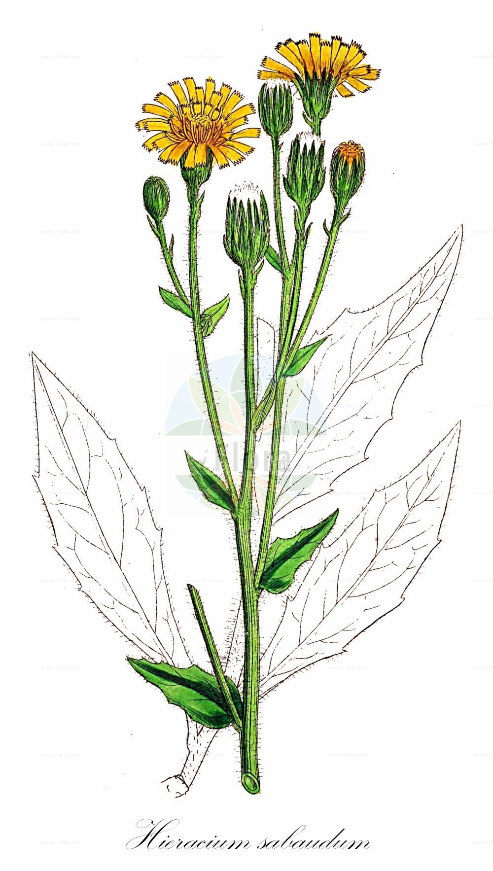 Historische Abbildung von Hieracium sabaudum (Savoyer Habichtskraut - Savoy Hawkweed). Das Bild zeigt Blatt, Bluete, Frucht und Same. ---- Historical Drawing of Hieracium sabaudum (Savoyer Habichtskraut - Savoy Hawkweed). The image is showing leaf, flower, fruit and seed.(Hieracium sabaudum,Savoyer Habichtskraut,Savoy Hawkweed,Hieracium autumnale,Hieracium bladonii,Hieracium melanocalathium,Hieracium platyphyllum,Hieracium sabaudum,Hieracium silvestre,Hieracium valdefoliosum,Savoyer Habichtskraut,Savoy Hawkweed,Hieracium,Habichtskraut,Hawkweeds,Asteraceae,Korbblütengewächse,Daisy family,Blatt,Bluete,Frucht,Same,leaf,flower,fruit,seed,Sowerby (1790-1813))