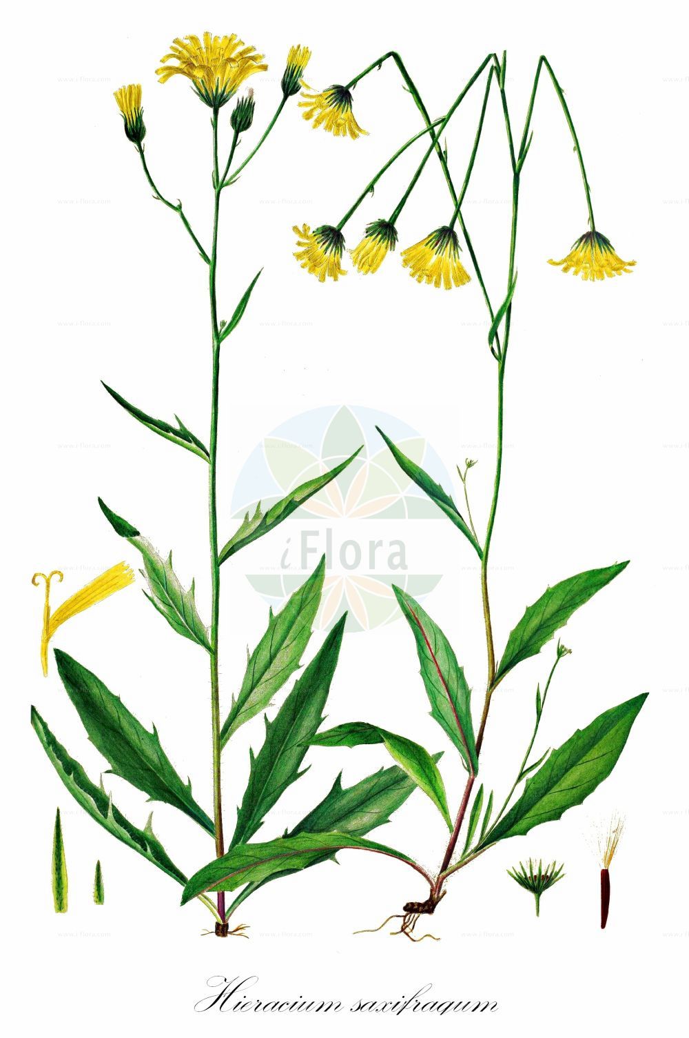 Historische Abbildung von Hieracium saxifragum (Steinbrech-Habichtskraut - Saxifrage Hawkweed). Das Bild zeigt Blatt, Bluete, Frucht und Same. ---- Historical Drawing of Hieracium saxifragum (Steinbrech-Habichtskraut - Saxifrage Hawkweed). The image is showing leaf, flower, fruit and seed.(Hieracium saxifragum,Steinbrech-Habichtskraut,Saxifrage Hawkweed,Hieracium saxifragum,Hieracium saxifragum subsp. merum,,Steinbrech-Habichtskraut,Saxifrage Hawkweed,Hieracium,Habichtskraut,Hawkweeds,Asteraceae,Korbblütengewächse,Daisy family,Blatt,Bluete,Frucht,Same,leaf,flower,fruit,seed,Oeder (1761-1883))