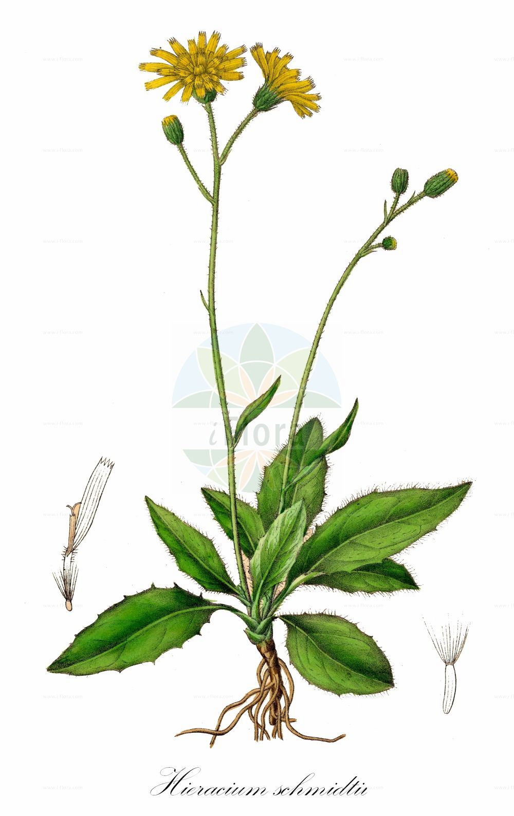 Historische Abbildung von Hieracium schmidtii (Blasses Habichtskraut - Schmidt's Hawkweed). Das Bild zeigt Blatt, Bluete, Frucht und Same. ---- Historical Drawing of Hieracium schmidtii (Blasses Habichtskraut - Schmidt's Hawkweed). The image is showing leaf, flower, fruit and seed.(Hieracium schmidtii,Blasses Habichtskraut,Schmidt's Hawkweed,Hieracium lima,Hieracium schmidtii,Blasses Habichtskraut,Schmidt's Hawkweed,Hieracium,Habichtskraut,Hawkweeds,Asteraceae,Korbblütengewächse,Daisy family,Blatt,Bluete,Frucht,Same,leaf,flower,fruit,seed,Dietrich (1833-1844))