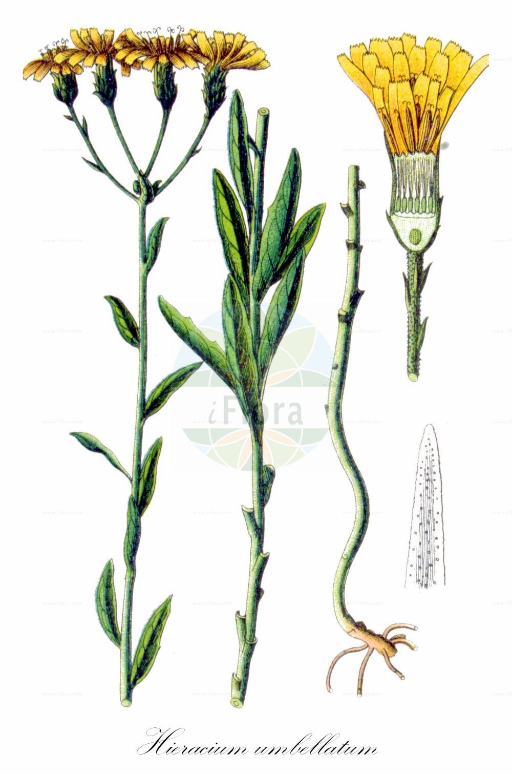 Historische Abbildung von Hieracium umbellatum (Doldiges Habichtskraut - Umbellate Hawkweed). Das Bild zeigt Blatt, Bluete, Frucht und Same. ---- Historical Drawing of Hieracium umbellatum (Doldiges Habichtskraut - Umbellate Hawkweed). The image is showing leaf, flower, fruit and seed.(Hieracium umbellatum,Doldiges Habichtskraut,Umbellate Hawkweed,Hieracium coronopifolium,Hieracium dunale,Hieracium hispidum,Hieracium lactaris,Hieracium largum,Hieracium monticola,Hieracium pervagum,Hieracium salicifolium,Hieracium serotinum,Hieracium umbellatum,Hieracium umbellatum subsp. sublittorale,,Doldiges Habichtskraut,Umbellate Hawkweed,Hieracium,Habichtskraut,Hawkweeds,Asteraceae,Korbblütengewächse,Daisy family,Blatt,Bluete,Frucht,Same,leaf,flower,fruit,seed,Sturm (1796f))
