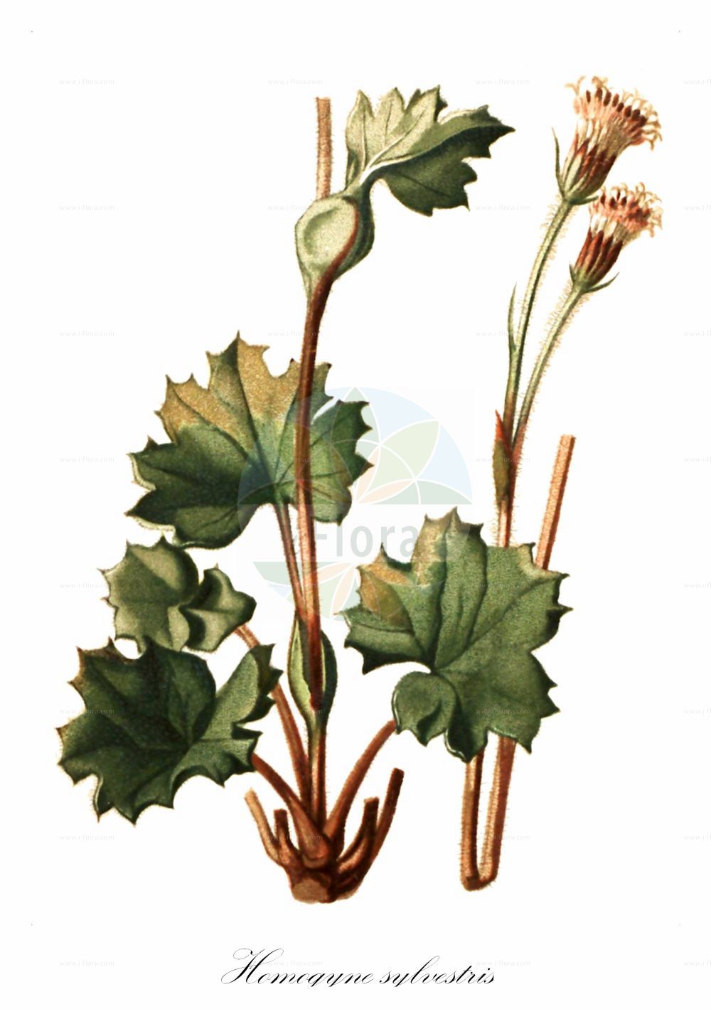 Historische Abbildung von Homogyne sylvestris. Das Bild zeigt Blatt, Bluete, Frucht und Same. ---- Historical Drawing of Homogyne sylvestris. The image is showing leaf, flower, fruit and seed.(Homogyne sylvestris,Homogyne sylvestris,Homogyne,Alpenlattich,Coltsfoot,Asteraceae,Korbblütengewächse,Daisy family,Blatt,Bluete,Frucht,Same,leaf,flower,fruit,seed,Seboth & Graf (1879-1884))