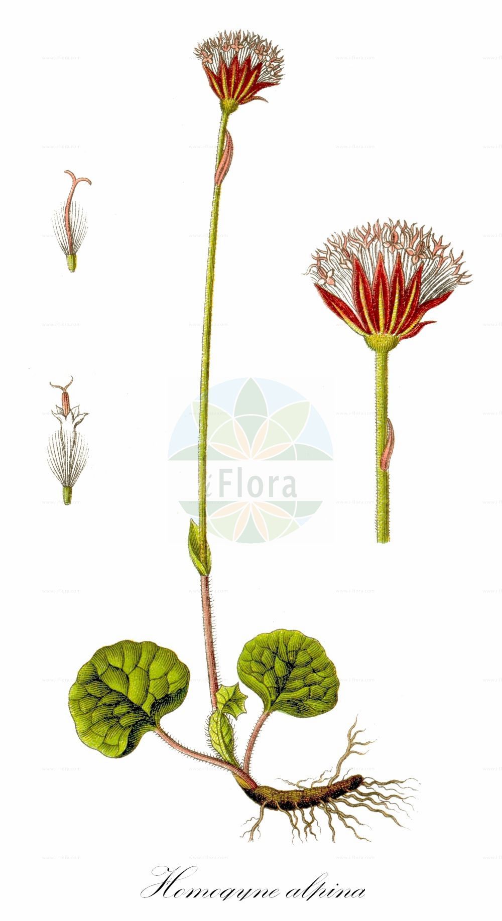 Historische Abbildung von Homogyne alpina (Grüner Alpenlattich - Purple Colt's-foot). Das Bild zeigt Blatt, Bluete, Frucht und Same. ---- Historical Drawing of Homogyne alpina (Grüner Alpenlattich - Purple Colt's-foot). The image is showing leaf, flower, fruit and seed.(Homogyne alpina,Grüner Alpenlattich,Purple Colt's-foot,Homogyne alpina,Tussilago alpina,Tussilago sylvestris,Gruener Alpenlattich,Alpen-Brandlattich,Gruener Brandlattich,Purple Colt's-foot,Alpine Coltsfoot,Purple Colt's-foo,Homogyne,Alpenlattich,Coltsfoot,Asteraceae,Korbblütengewächse,Daisy family,Blatt,Bluete,Frucht,Same,leaf,flower,fruit,seed,Sturm (1796f))