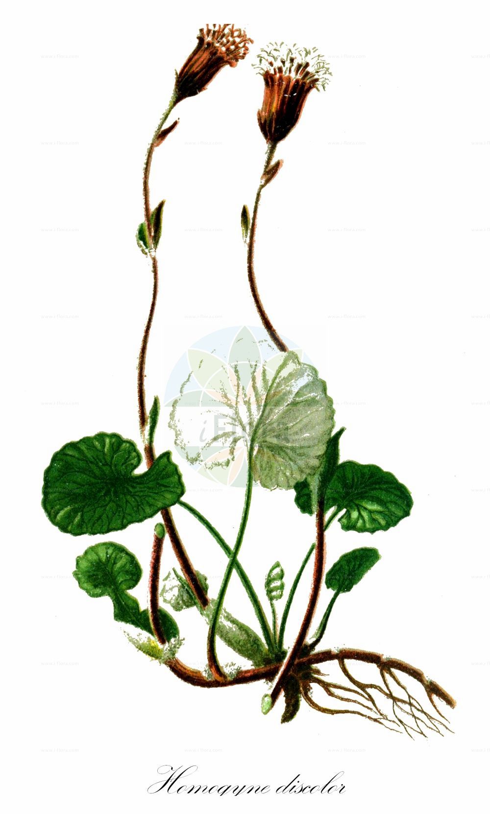 Historische Abbildung von Homogyne discolor (Filziger Alpenlattich - Tomentose Coltsfoot). Das Bild zeigt Blatt, Bluete, Frucht und Same. ---- Historical Drawing of Homogyne discolor (Filziger Alpenlattich - Tomentose Coltsfoot). The image is showing leaf, flower, fruit and seed.(Homogyne discolor,Filziger Alpenlattich,Tomentose Coltsfoot,Homogyne discolor,Tussilago discolor,Filziger Alpenlattich,Filz-Brandlattich,Zweifarbiger Brandlattich,Tomentose Coltsfoot,Homogyne,Alpenlattich,Coltsfoot,Asteraceae,Korbblütengewächse,Daisy family,Blatt,Bluete,Frucht,Same,leaf,flower,fruit,seed,Hartinger & von Dalla Torre (1806f))