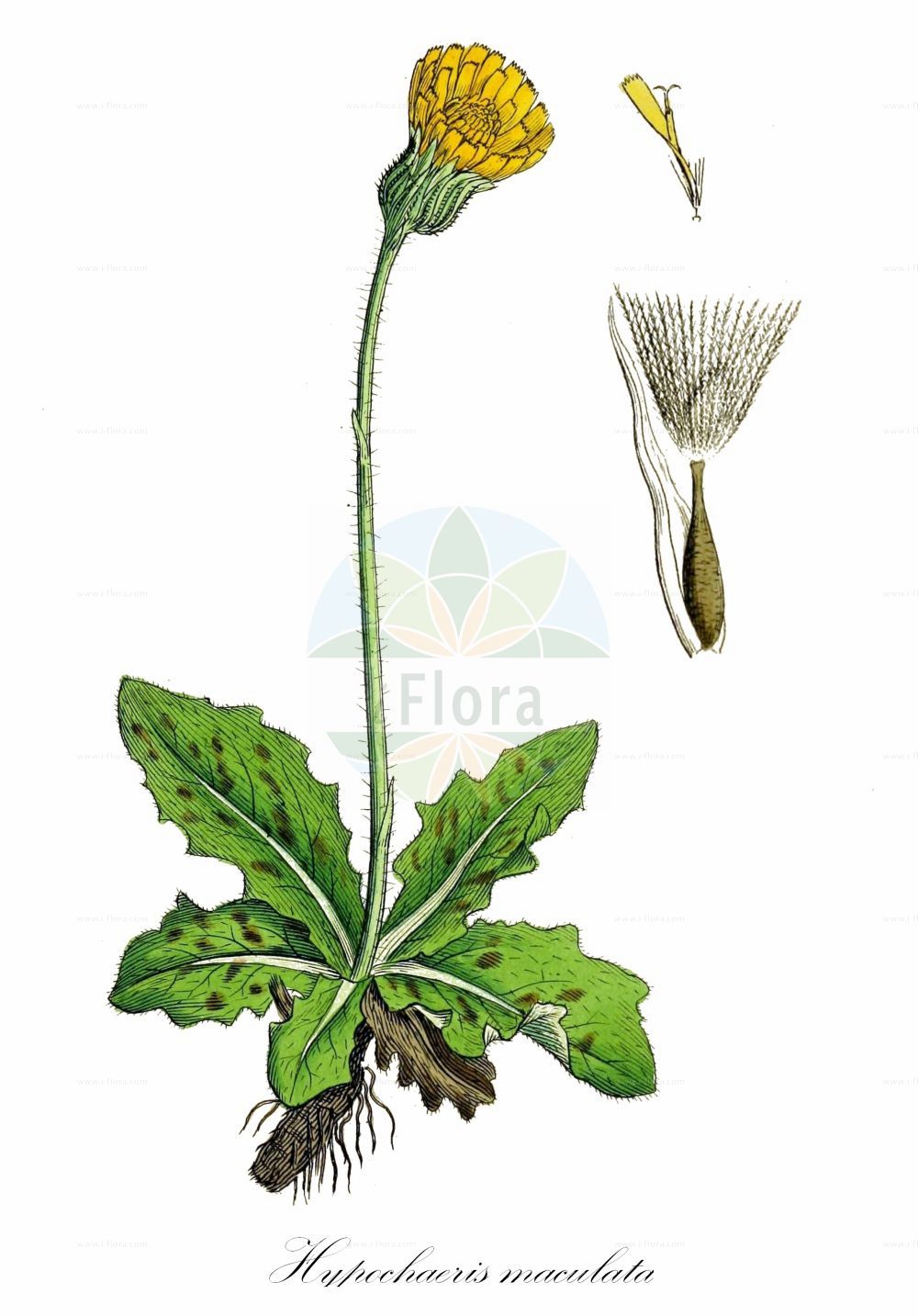 Historische Abbildung von Hypochaeris maculata (Geflecktes Ferkelkraut - Spotted Cat's-ear). Das Bild zeigt Blatt, Bluete, Frucht und Same. ---- Historical Drawing of Hypochaeris maculata (Geflecktes Ferkelkraut - Spotted Cat's-ear). The image is showing leaf, flower, fruit and seed.(Hypochaeris maculata,Geflecktes Ferkelkraut,Spotted Cat's-ear,Achyrophorus maculatus,Hypochaeris carpathica,Hypochaeris maculata,Trommsdorffia maculata,Geflecktes Ferkelkraut,Spotted Cat's-ear,White Cat's-ear,Spooted Cat's Ear,Hypochaeris,Ferkelkraut,Cat's Ear,Asteraceae,Korbblütengewächse,Daisy family,Blatt,Bluete,Frucht,Same,leaf,flower,fruit,seed,Sowerby (1790-1813))