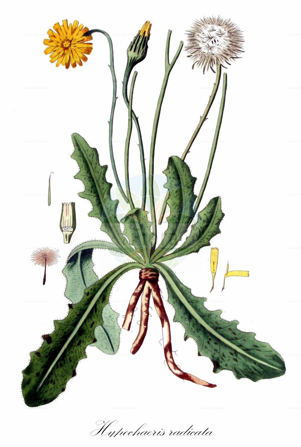 Historische Abbildung von Hypochaeris radicata (Gewöhnliches Ferkelkraut - Cat's-ear). Das Bild zeigt Blatt, Bluete, Frucht und Same. ---- Historical Drawing of Hypochaeris radicata (Gewöhnliches Ferkelkraut - Cat's-ear). The image is showing leaf, flower, fruit and seed.(Hypochaeris radicata,Gewöhnliches Ferkelkraut,Cat's-ear,Hypochaeris neapolitana,Hypochaeris radicata,Porcellites radicata,Seriola caespitosa,Gewoehnliches Ferkelkraut,Cat's-ear,Hairy Cat's Ear,Cat's-ear Dandelion,Common Cat's-ear,Flatweed,Gosmore,Hairy Wild Lettuce,Spotted Cat's-ear,Hypochaeris,Ferkelkraut,Cat's Ear,Asteraceae,Korbblütengewächse,Daisy family,Blatt,Bluete,Frucht,Same,leaf,flower,fruit,seed,Kops (1800-1934))