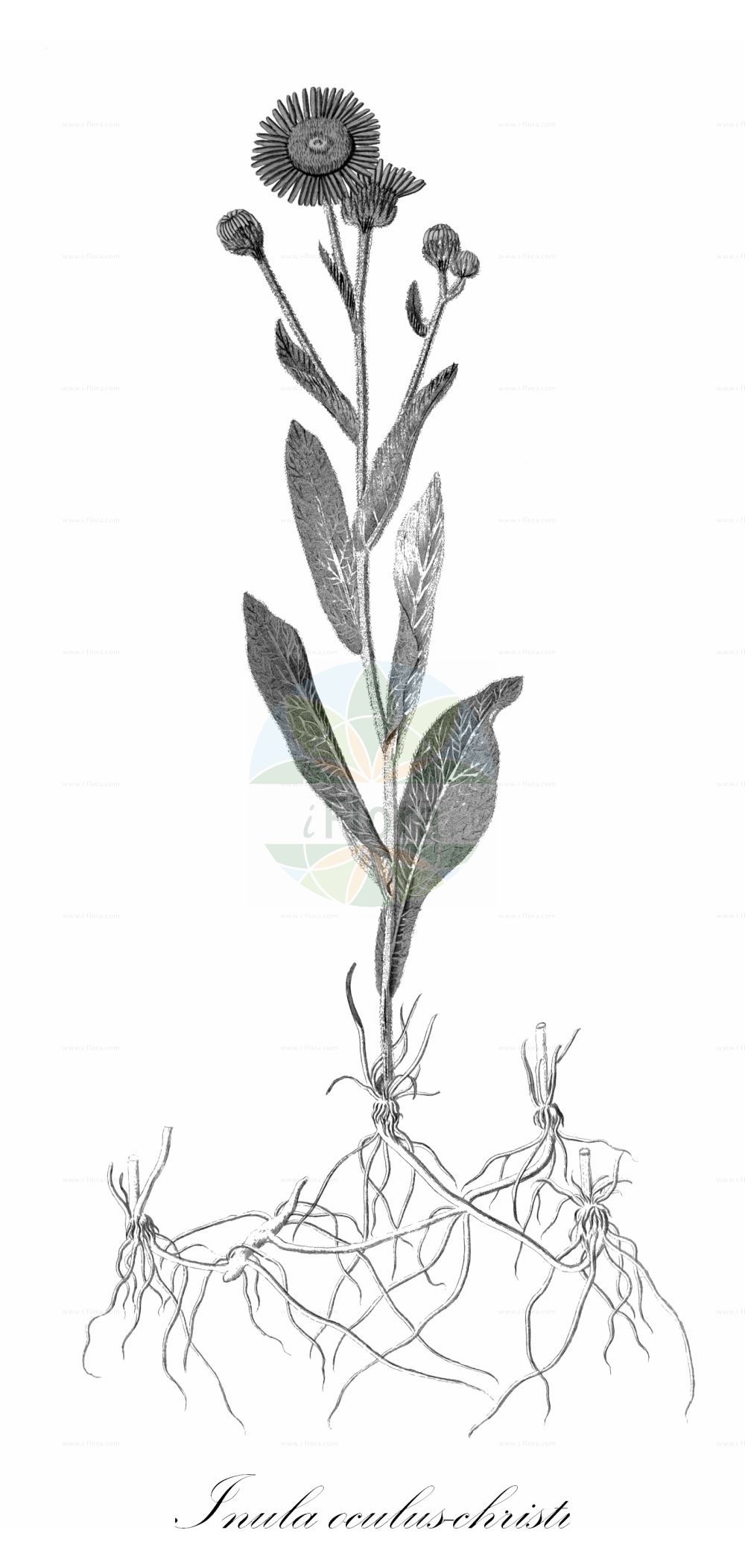 Historische Abbildung von Inula oculus-christi (Hairy Fleabane). Das Bild zeigt Blatt, Bluete, Frucht und Same. ---- Historical Drawing of Inula oculus-christi (Hairy Fleabane). The image is showing leaf, flower, fruit and seed.(Inula oculus-christi,Hairy Fleabane,Inula oculus-christi,Inula,Alant,Yellowhead,Asteraceae,Korbblütengewächse,Daisy family,Blatt,Bluete,Frucht,Same,leaf,flower,fruit,seed)