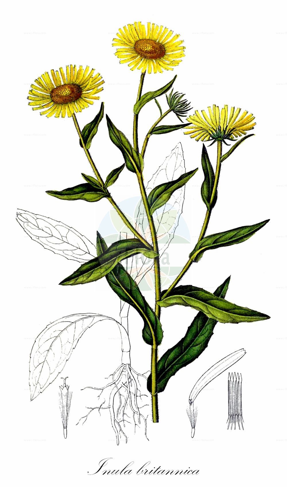 Historische Abbildung von Inula britannica (Wiesen-Alant - Meadow Fleabane). Das Bild zeigt Blatt, Bluete, Frucht und Same. ---- Historical Drawing of Inula britannica (Wiesen-Alant - Meadow Fleabane). The image is showing leaf, flower, fruit and seed.(Inula britannica,Wiesen-Alant,Meadow Fleabane,Inula britannica,Inula dichotoma,Wiesen-Alant,Englischer Tragant,Ufer-Alant,Meadow Fleabane,British Elecampane,British Yellowhead,Inula,Alant,Yellowhead,Asteraceae,Korbblütengewächse,Daisy family,Blatt,Bluete,Frucht,Same,leaf,flower,fruit,seed,Dietrich (1833-1844))