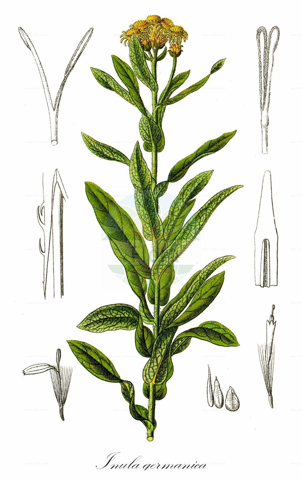 Historische Abbildung von Inula germanica (Deutscher Alant - German Fleabane). Das Bild zeigt Blatt, Bluete, Frucht und Same. ---- Historical Drawing of Inula germanica (Deutscher Alant - German Fleabane). The image is showing leaf, flower, fruit and seed.(Inula germanica,Deutscher Alant,German Fleabane,Inula germanica,Deutscher Alant,German Fleabane,Inula,Alant,Yellowhead,Asteraceae,Korbblütengewächse,Daisy family,Blatt,Bluete,Frucht,Same,leaf,flower,fruit,seed,Sturm (1796f))