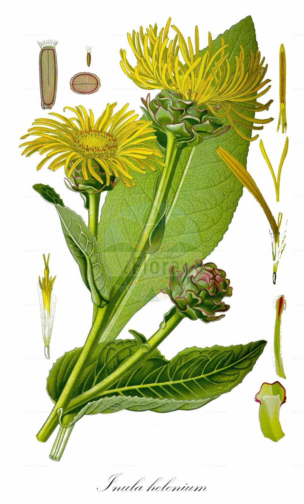 Historische Abbildung von Inula helenium (Echter Alant - Elecampane). Das Bild zeigt Blatt, Bluete, Frucht und Same. ---- Historical Drawing of Inula helenium (Echter Alant - Elecampane). The image is showing leaf, flower, fruit and seed.(Inula helenium,Echter Alant,Elecampane,Inula helenium,Echter Alant,Elecampane,Elecampane Inula,Elf-dock,Horse-heal,Scabwort,Inula,Alant,Yellowhead,Asteraceae,Korbblütengewächse,Daisy family,Blatt,Bluete,Frucht,Same,leaf,flower,fruit,seed,Thomé (1885))