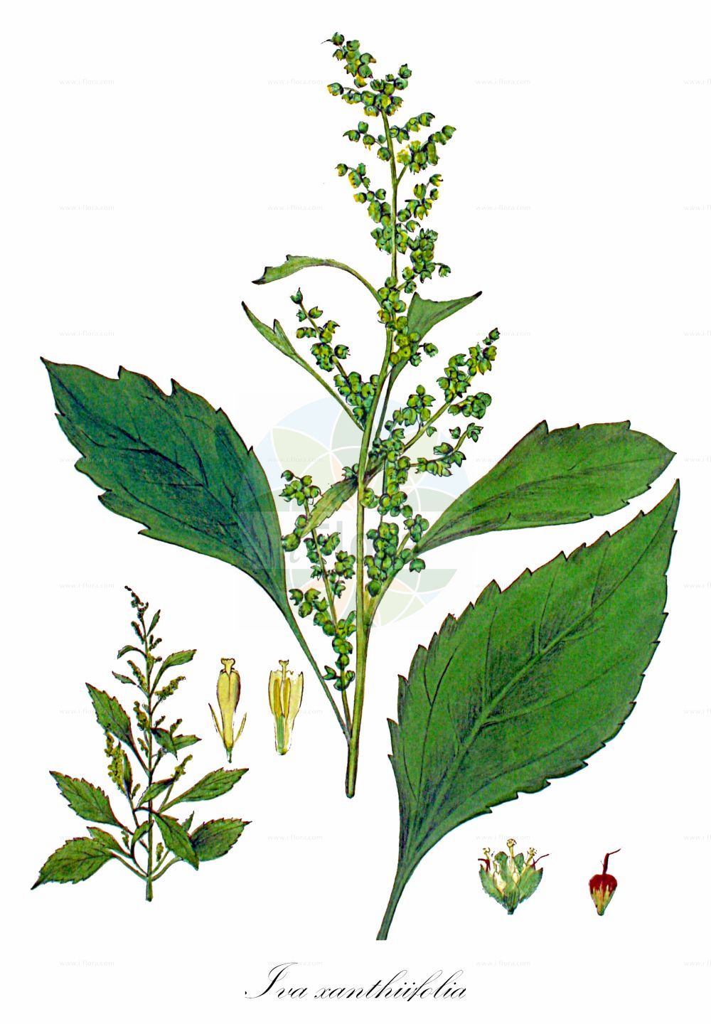 Historische Abbildung von Iva xanthiifolia (Spitzblättriges Schlagkraut - Marsh-elder). Das Bild zeigt Blatt, Bluete, Frucht und Same. ---- Historical Drawing of Iva xanthiifolia (Spitzblättriges Schlagkraut - Marsh-elder). The image is showing leaf, flower, fruit and seed.(Iva xanthiifolia,Spitzblättriges Schlagkraut,Marsh-elder,Cyclachaena xanthiifolia,Iva xanthiifolia,Spitzblaettriges Schlagkraut,Ive,Schlagkraut,Spitzklettenblaettriges Schlagkraut,Spitzkletten-Rispenkraut,Marsh-elder,Common Marsh Elder,Giant Sumpweed,Iva,Schlagkraut,Marsh Elder,Asteraceae,Korbblütengewächse,Daisy family,Blatt,Bluete,Frucht,Same,leaf,flower,fruit,seed,Kops (1800-1934))