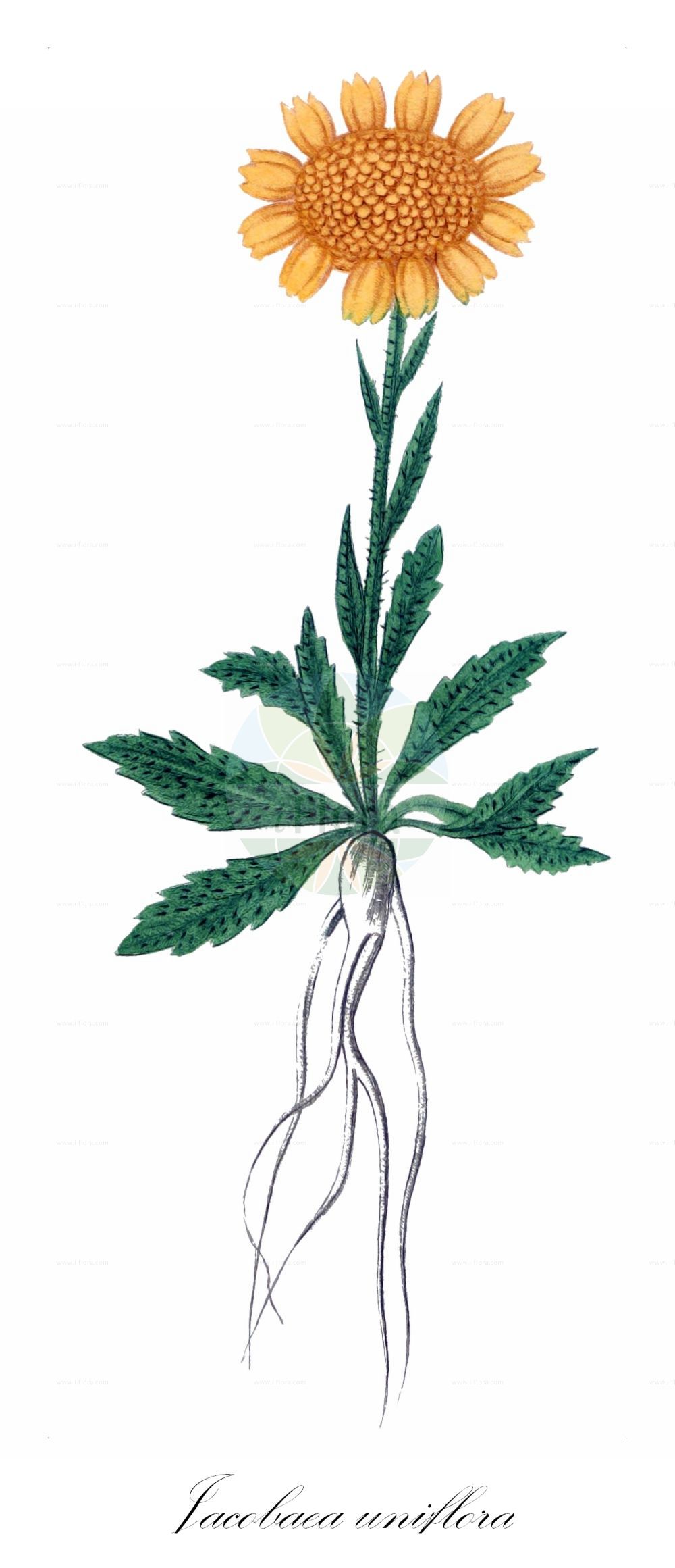 Historische Abbildung von Jacobaea uniflora. Das Bild zeigt Blatt, Bluete, Frucht und Same. ---- Historical Drawing of Jacobaea uniflora. The image is showing leaf, flower, fruit and seed.(Jacobaea uniflora,Jacobaea uniflora,Senecio chabertii,Senecio halleri,Senecio uniflorus,Solidago uniflora,Jacobaea,Asteraceae,Korbblütengewächse,Daisy family,Blatt,Bluete,Frucht,Same,leaf,flower,fruit,seed,de Saint-Hilaire (1828-1833))