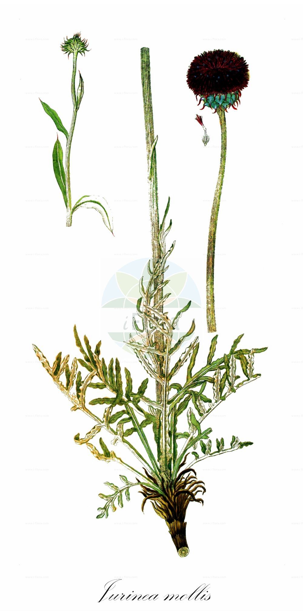 Historische Abbildung von Jurinea mollis. Das Bild zeigt Blatt, Bluete, Frucht und Same. ---- Historical Drawing of Jurinea mollis. The image is showing leaf, flower, fruit and seed.(Jurinea mollis,Carduus mollis,Carduus moschatus,Jurinea mollis,Jurinea moschata,Jurinea,Silberscharte,Jurinea,Asteraceae,Korbblütengewächse,Daisy family,Blatt,Bluete,Frucht,Same,leaf,flower,fruit,seed)