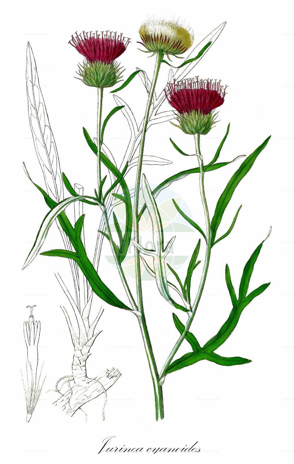 Historische Abbildung von Jurinea cyanoides (Sand-Silberscharte - Sand Jurinea). Das Bild zeigt Blatt, Bluete, Frucht und Same. ---- Historical Drawing of Jurinea cyanoides (Sand-Silberscharte - Sand Jurinea). The image is showing leaf, flower, fruit and seed.(Jurinea cyanoides,Sand-Silberscharte,Sand Jurinea,Carduus cyanoides,Jurinea centaurioides,Jurinea charcoviensis,Jurinea cyanoides,Jurinea pseudocyanoides,Sand-Silberscharte,Sand-Bisamdistel,Silberscharte,Sand Jurinea,Jurinea,Silberscharte,Jurinea,Asteraceae,Korbblütengewächse,Daisy family,Blatt,Bluete,Frucht,Same,leaf,flower,fruit,seed,Dietrich (1833-1844))