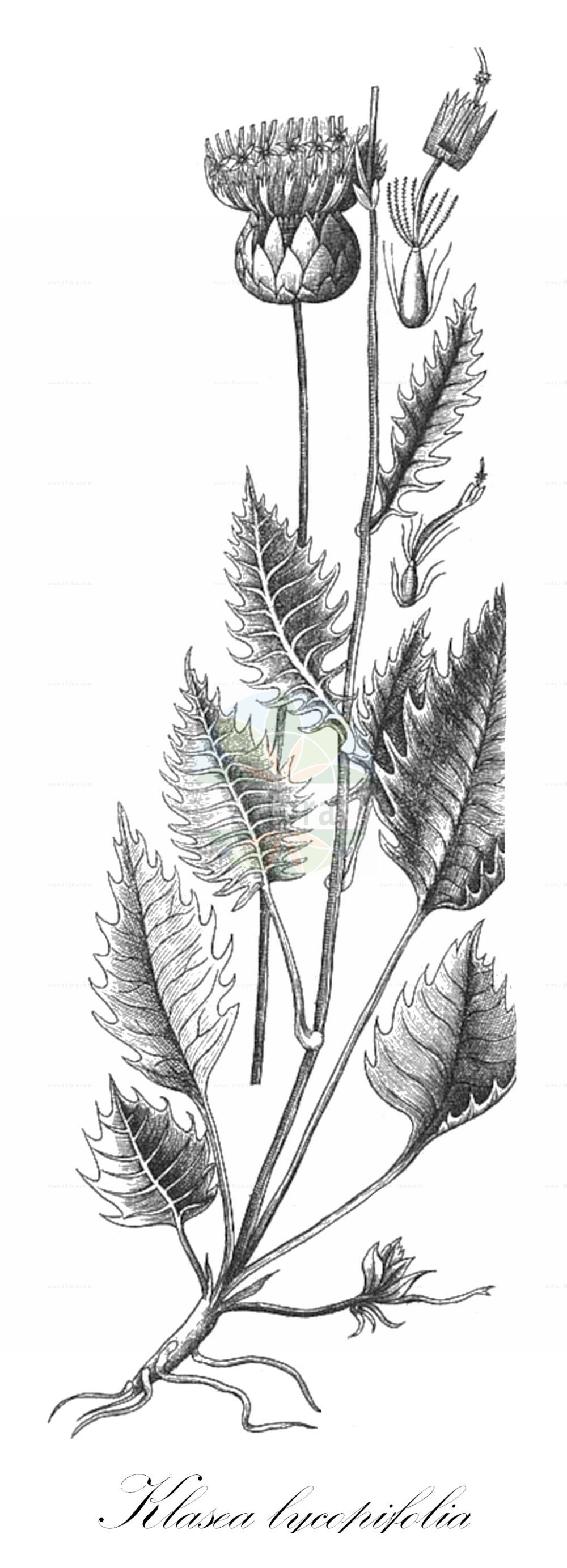 Historische Abbildung von Klasea lycopifolia. Das Bild zeigt Blatt, Bluete, Frucht und Same. ---- Historical Drawing of Klasea lycopifolia. The image is showing leaf, flower, fruit and seed.(Klasea lycopifolia,Carduus lycopifolius,Klasea lycopifolia,Serratula lycopifolia,Klasea,Asteraceae,Korbblütengewächse,Daisy family,Blatt,Bluete,Frucht,Same,leaf,flower,fruit,seed,Villars (1786-1789))