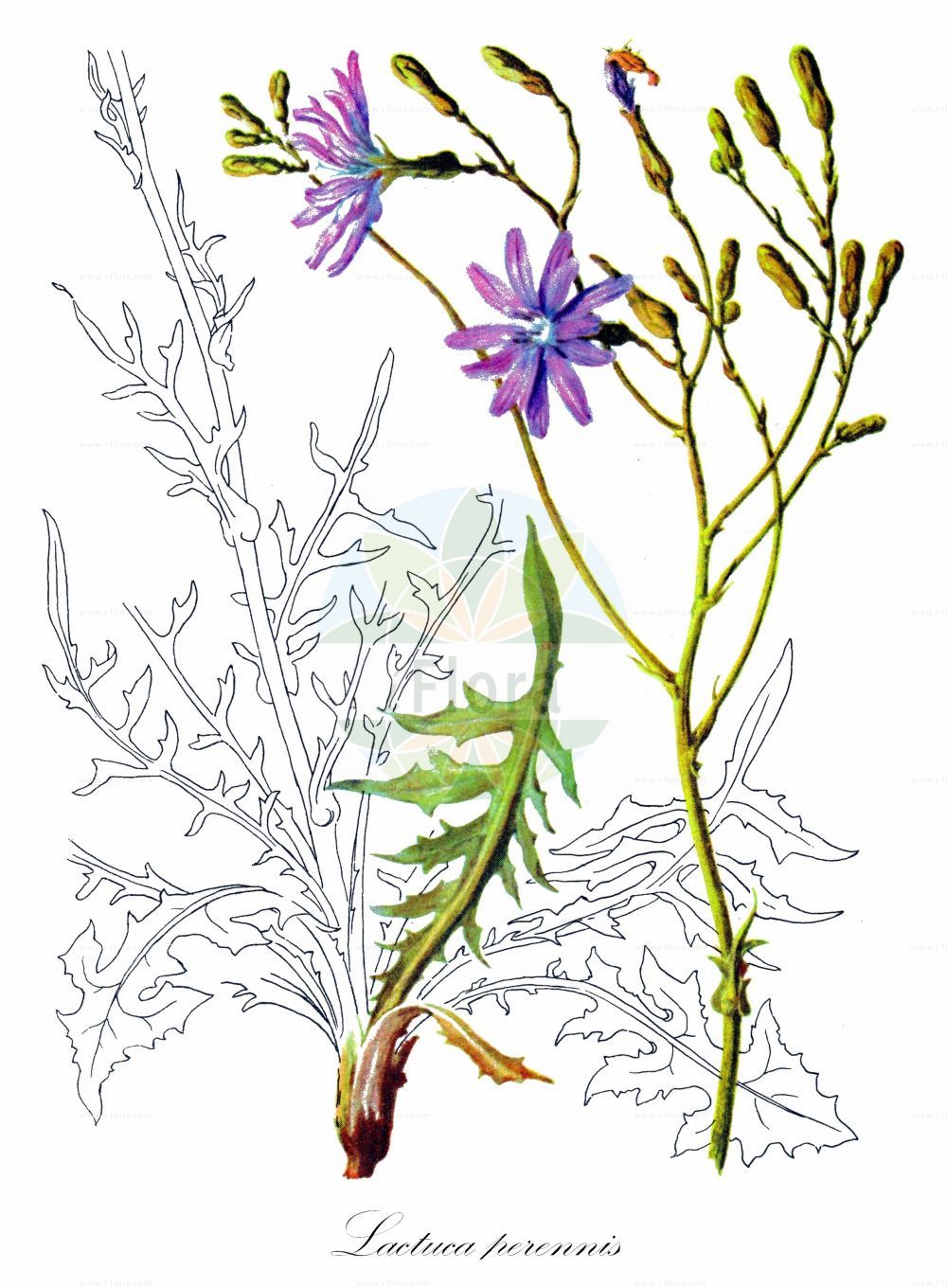 Historische Abbildung von Lactuca perennis (Blauer Lattich - Mountain Lettuce). Das Bild zeigt Blatt, Bluete, Frucht und Same. ---- Historical Drawing of Lactuca perennis (Blauer Lattich - Mountain Lettuce). The image is showing leaf, flower, fruit and seed.(Lactuca perennis,Blauer Lattich,Mountain Lettuce,Lactuca deggeleriana,Lactuca perennis,Blauer Lattich,Mountain Lettuce,Blue Lettuce,Perennial Blue Lettuce,Perennial Lettuce,Lactuca,Lattich,Lettuce,Asteraceae,Korbblütengewächse,Daisy family,Blatt,Bluete,Frucht,Same,leaf,flower,fruit,seed,Oltmanns (1927))
