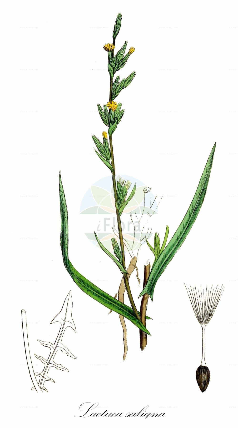 Historische Abbildung von Lactuca saligna (Weidenblättriger Lattich - Least Lettuce). Das Bild zeigt Blatt, Bluete, Frucht und Same. ---- Historical Drawing of Lactuca saligna (Weidenblättriger Lattich - Least Lettuce). The image is showing leaf, flower, fruit and seed.(Lactuca saligna,Weidenblättriger Lattich,Least Lettuce,Lactuca saligna,Lactuca virgata,Lactuca wallrothii,Weidenblaettriger Lattich,Least Lettuce,Wild Lettuce,Heart Lettuce,Willow-leaf Lettuce,Lactuca,Lattich,Lettuce,Asteraceae,Korbblütengewächse,Daisy family,Blatt,Bluete,Frucht,Same,leaf,flower,fruit,seed,Sowerby (1790-1813))