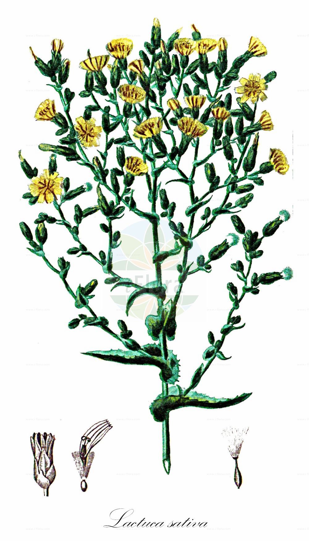 Historische Abbildung von Lactuca sativa (Garten-Lattich - Garden Lettuce). Das Bild zeigt Blatt, Bluete, Frucht und Same. ---- Historical Drawing of Lactuca sativa (Garten-Lattich - Garden Lettuce). The image is showing leaf, flower, fruit and seed.(Lactuca sativa,Garten-Lattich,Garden Lettuce,Lactuca capitata,Lactuca crispa,Lactuca palmata,Lactuca sativa,Lactuca sativa var. crispa,Garten-Lattich,Bindesalat,Blattsalat,Pfluecksalat,Roemischer Salat,Garden Lettuce,Lettuce,Salad,Lactuca,Lattich,Lettuce,Asteraceae,Korbblütengewächse,Daisy family,Blatt,Bluete,Frucht,Same,leaf,flower,fruit,seed,Chaumeton (1814f))