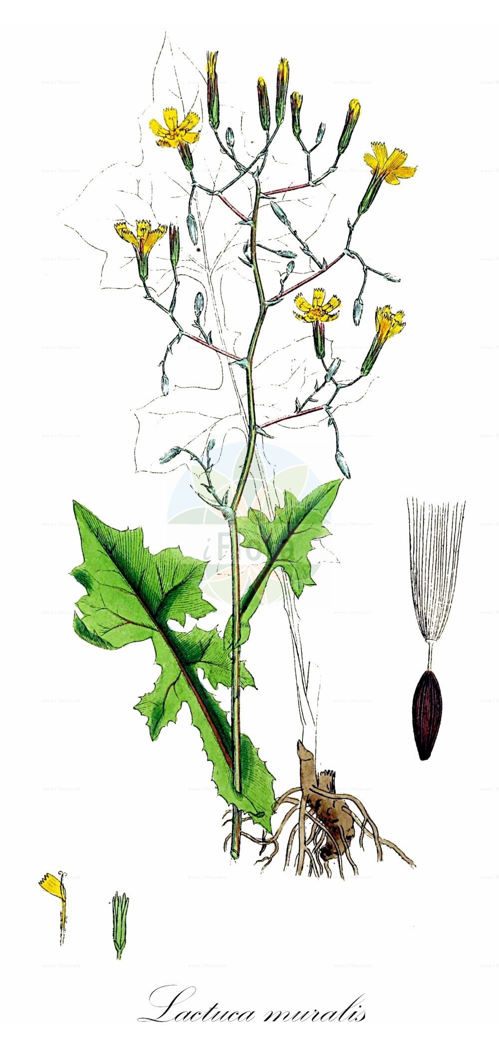 Historische Abbildung von Lactuca muralis (Mauerlattich - Wall Lettuce). Das Bild zeigt Blatt, Bluete, Frucht und Same. ---- Historical Drawing of Lactuca muralis (Mauerlattich - Wall Lettuce). The image is showing leaf, flower, fruit and seed.(Lactuca muralis,Mauerlattich,Wall Lettuce,Cicerbita muralis,Lactuca muralis,Mycelis muralis,Phaenopus muralis,Prenanthes muralis,Mauerlattich,Wall Lettuce,Ivy-leaved Lettuce,Lactuca,Lattich,Lettuce,Asteraceae,Korbblütengewächse,Daisy family,Blatt,Bluete,Frucht,Same,leaf,flower,fruit,seed,Sowerby (1790-1813))
