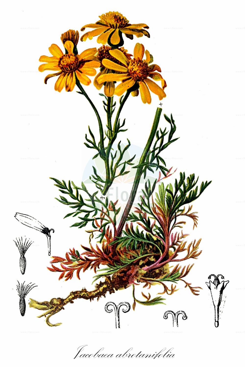 Historische Abbildung von Jacobaea abrotanifolia (Eberrauten-Greiskraut - Pinnate-leaved Ragwort). Das Bild zeigt Blatt, Bluete, Frucht und Same. ---- Historical Drawing of Jacobaea abrotanifolia (Eberrauten-Greiskraut - Pinnate-leaved Ragwort). The image is showing leaf, flower, fruit and seed.(Jacobaea abrotanifolia,Eberrauten-Greiskraut,Pinnate-leaved Ragwort,Jacobaea abrotanifolia,Senecio abrotanifolius,Eberrauten-Greiskraut,Pinnate-leaved Ragwort,Jacobaea,Asteraceae,Korbblütengewächse,Daisy family,Blatt,Bluete,Frucht,Same,leaf,flower,fruit,seed,Hartinger & von Dalla Torre (1806f))