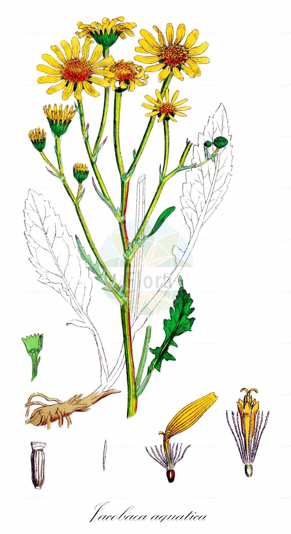 Historische Abbildung von Jacobaea aquatica (Wasser-Greiskraut - Marsh Ragwort). Das Bild zeigt Blatt, Bluete, Frucht und Same. ---- Historical Drawing of Jacobaea aquatica (Wasser-Greiskraut - Marsh Ragwort). The image is showing leaf, flower, fruit and seed.(Jacobaea aquatica,Wasser-Greiskraut,Marsh Ragwort,Jacobaea aquatica,Senecio aquaticus,Wasser-Greiskraut,Marsh Ragwort,Water Ragwort,Jacobaea,Asteraceae,Korbblütengewächse,Daisy family,Blatt,Bluete,Frucht,Same,leaf,flower,fruit,seed,Sowerby (1790-1813))