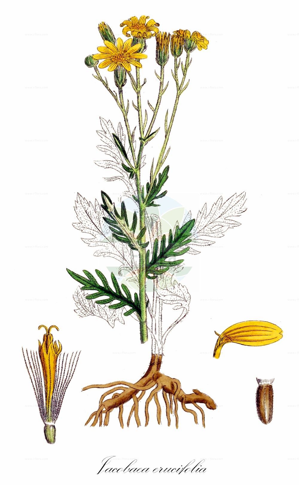 Historische Abbildung von Jacobaea erucifolia (Raukenblättriges Greiskraut - Hoary Ragwort). Das Bild zeigt Blatt, Bluete, Frucht und Same. ---- Historical Drawing of Jacobaea erucifolia (Raukenblättriges Greiskraut - Hoary Ragwort). The image is showing leaf, flower, fruit and seed.(Jacobaea erucifolia,Raukenblättriges Greiskraut,Hoary Ragwort,Jacobaea erucifolia,Senecio autumnalis,Senecio erucifolius,Senecio erucifolius var. autumnalis,Raukenblaettriges Greiskraut,Gewoehnliches Raukenblaettriges Greiskraut,Rauken-Greiskraut,Hoary Ragwort,Jacobaea,Asteraceae,Korbblütengewächse,Daisy family,Blatt,Bluete,Frucht,Same,leaf,flower,fruit,seed,Sowerby (1790-1813))