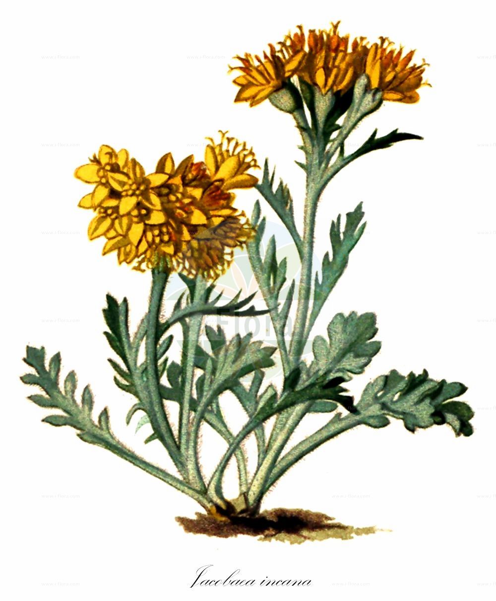 Historische Abbildung von Jacobaea incana (Krainer Greiskraut - Grey Alpine Groundsel). Das Bild zeigt Blatt, Bluete, Frucht und Same. ---- Historical Drawing of Jacobaea incana (Krainer Greiskraut - Grey Alpine Groundsel). The image is showing leaf, flower, fruit and seed.(Jacobaea incana,Krainer Greiskraut,Grey Alpine Groundsel,Jacobaea incana,Senecio incanus,Krainer Greiskraut,Gelber Speik,Weissgraues Greiskraut,Grey Alpine Groundsel,Jacobaea,Asteraceae,Korbblütengewächse,Daisy family,Blatt,Bluete,Frucht,Same,leaf,flower,fruit,seed,Seboth & Graf (1879-1884))