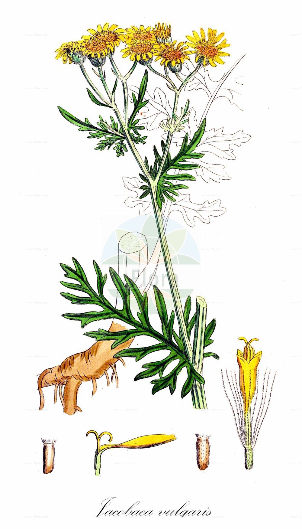 Historische Abbildung von Jacobaea vulgaris (Jakobsgreiskraut - Common Ragwort). Das Bild zeigt Blatt, Bluete, Frucht und Same. ---- Historical Drawing of Jacobaea vulgaris (Jakobsgreiskraut - Common Ragwort). The image is showing leaf, flower, fruit and seed.(Jacobaea vulgaris,Jakobsgreiskraut,Common Ragwort,Jacobaea vulgaris,Senecio flosculosus,Senecio foliosus,Senecio jacobaea,Senecio jacobaeoides,Senecio nemorosus,Senecio praealtus subsp. foliosus,Jakobsgreiskraut,Duenen-Jakobsgreiskraut,Jakobs-Greiskraut,Common Ragwort,Stinking Willie,St James's Ragwort,Tansy Ragwort,Jacobaea,Asteraceae,Korbblütengewächse,Daisy family,Blatt,Bluete,Frucht,Same,leaf,flower,fruit,seed,Sowerby (1790-1813))