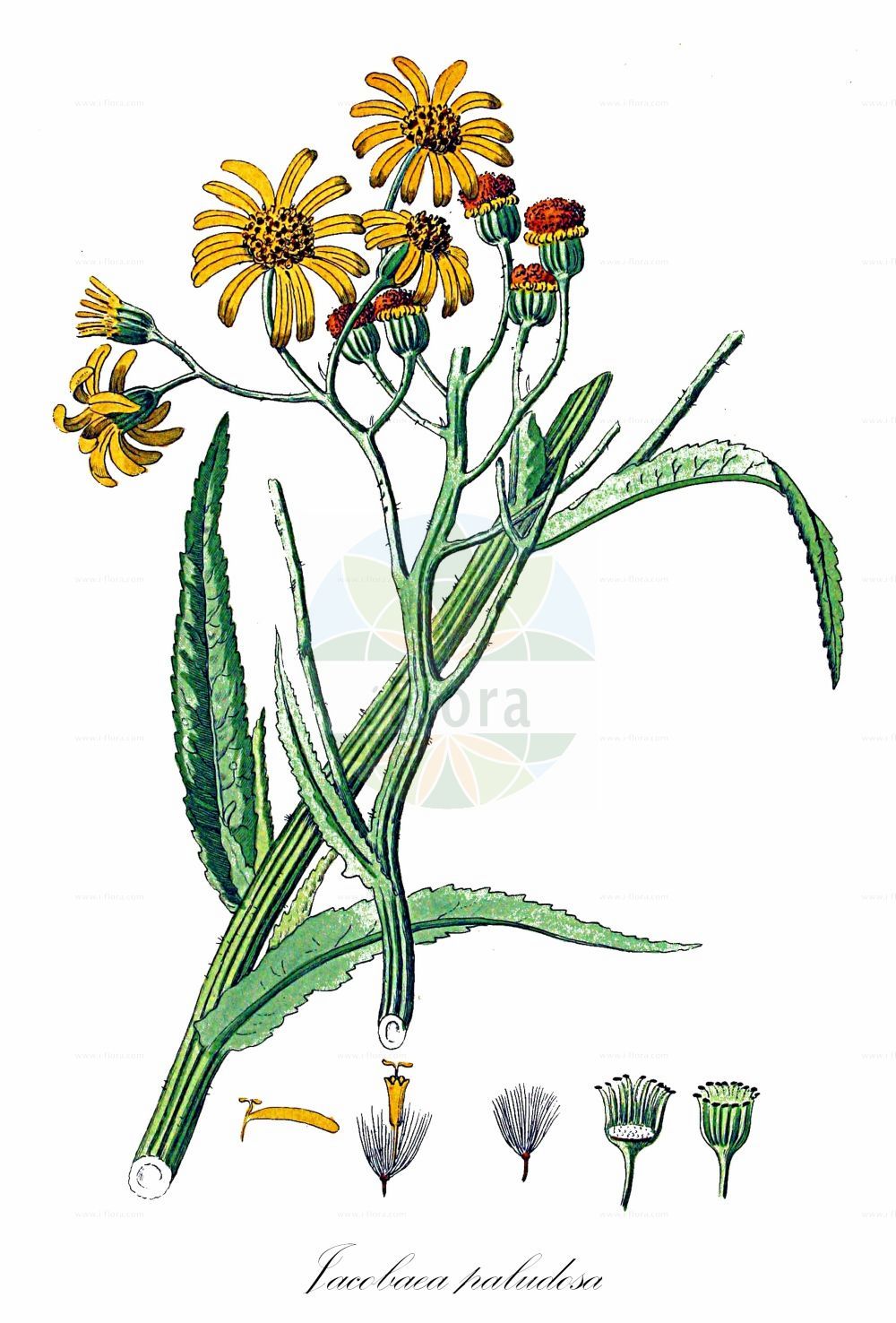 Historische Abbildung von Jacobaea paludosa (Sumpf-Greiskraut - Fen Ragwort). Das Bild zeigt Blatt, Bluete, Frucht und Same. ---- Historical Drawing of Jacobaea paludosa (Sumpf-Greiskraut - Fen Ragwort). The image is showing leaf, flower, fruit and seed.(Jacobaea paludosa,Sumpf-Greiskraut,Fen Ragwort,Jacobaea paludosa,Senecio bohemicus,Senecio paludosus,Senecio riparius,Sumpf-Greiskraut,Fen Ragwort,Great Fen Ragwort,Jacobaea,Asteraceae,Korbblütengewächse,Daisy family,Blatt,Bluete,Frucht,Same,leaf,flower,fruit,seed,Kops (1800-1934))