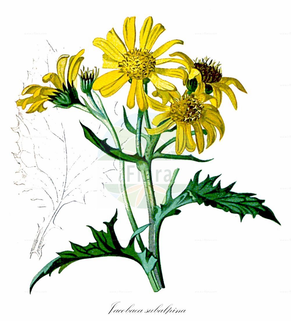 Historische Abbildung von Jacobaea subalpina (Berg-Greiskraut - Mountain Ragwort). Das Bild zeigt Blatt, Bluete, Frucht und Same. ---- Historical Drawing of Jacobaea subalpina (Berg-Greiskraut - Mountain Ragwort). The image is showing leaf, flower, fruit and seed.(Jacobaea subalpina,Berg-Greiskraut,Mountain Ragwort,Cineraria arnautorum,Jacobaea arnautorum,Jacobaea subalpina,Senecio arnautorum,Senecio subalpinus,Berg-Greiskraut,Mountain Ragwort,Jacobaea,Asteraceae,Korbblütengewächse,Daisy family,Blatt,Bluete,Frucht,Same,leaf,flower,fruit,seed,Seboth & Graf (1879-1884))