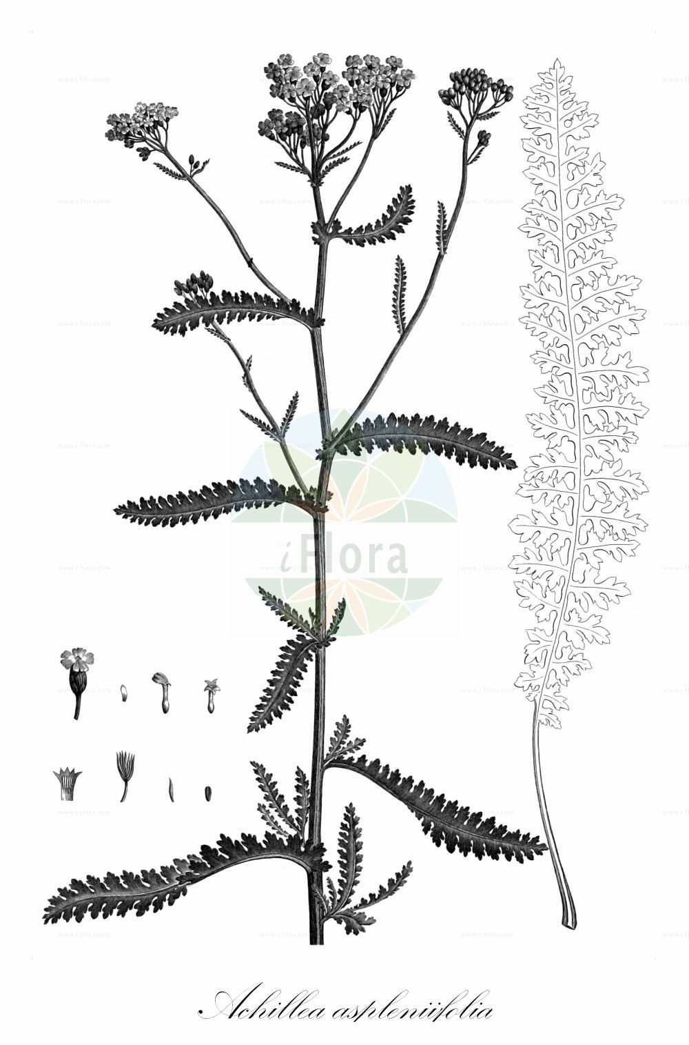 Historische Abbildung von Achillea aspleniifolia (Farnblättrige Schafgarbe). Das Bild zeigt Blatt, Bluete, Frucht und Same. ---- Historical Drawing of Achillea aspleniifolia (Farnblättrige Schafgarbe). The image is showing leaf, flower, fruit and seed.(Achillea aspleniifolia,Farnblättrige Schafgarbe,Achillea aspleniifolia,Farnblaettrige Schafgarbe,Farn-Schafgarbe,Achillea,Schafgarbe,Yarrow,Asteraceae,Korbblütengewächse,Daisy family,Blatt,Bluete,Frucht,Same,leaf,flower,fruit,seed,Ventenat (1802))