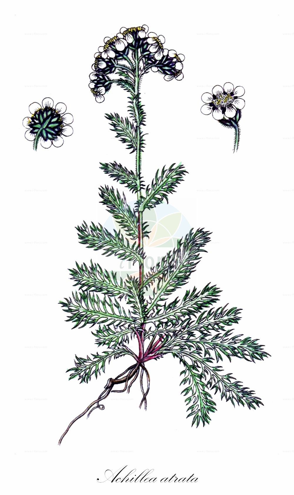 Historische Abbildung von Achillea atrata (Schwarzrandige Schafgarbe - Black Yarrow). Das Bild zeigt Blatt, Bluete, Frucht und Same. ---- Historical Drawing of Achillea atrata (Schwarzrandige Schafgarbe - Black Yarrow). The image is showing leaf, flower, fruit and seed.(Achillea atrata,Schwarzrandige Schafgarbe,Black Yarrow,Achillea atrata,Achillea halleri,Ptarmica atrata,Schwarzrandige Schafgarbe,Black Yarrow,Achillea,Schafgarbe,Yarrow,Asteraceae,Korbblütengewächse,Daisy family,Blatt,Bluete,Frucht,Same,leaf,flower,fruit,seed,Sturm (1796f))