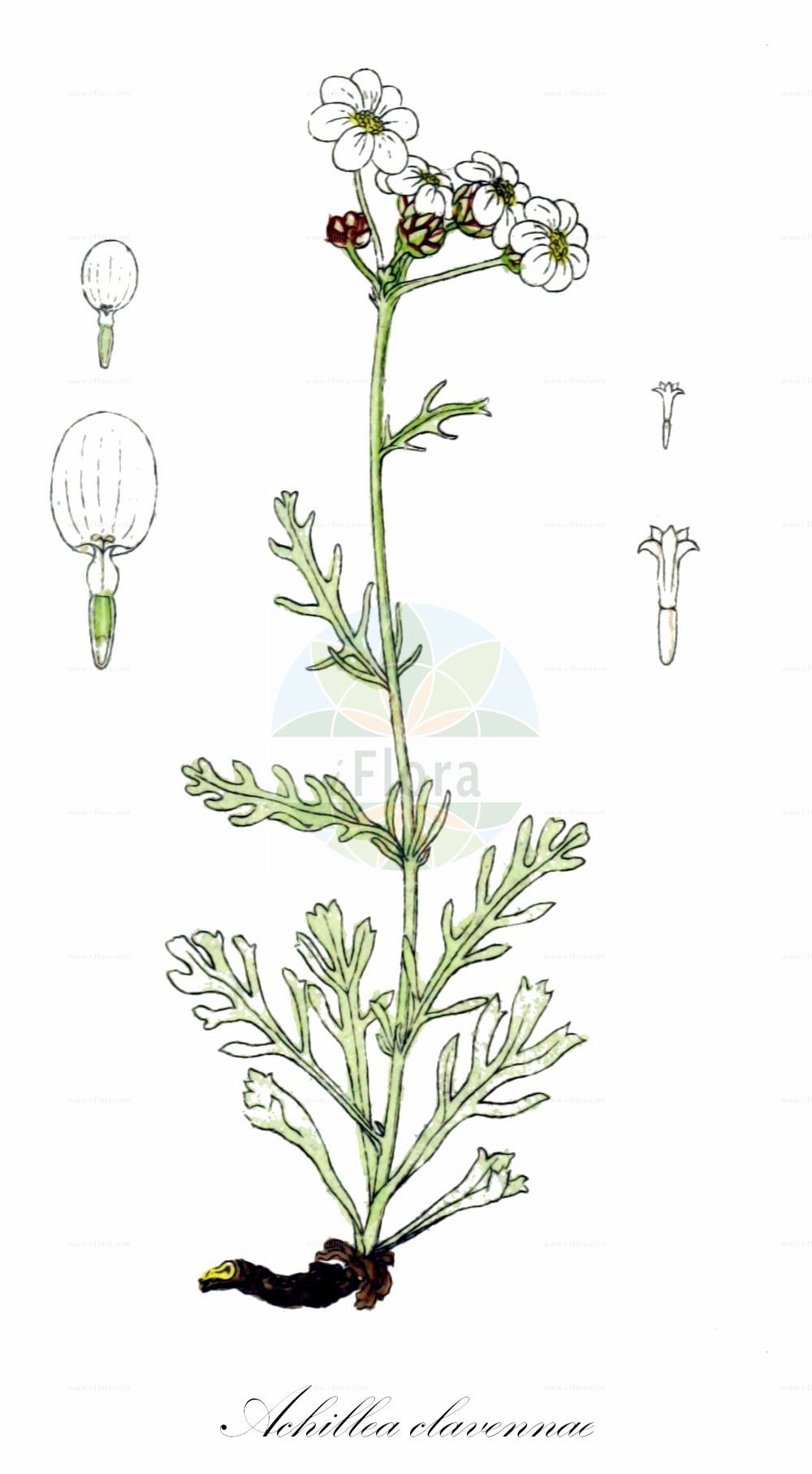 Historische Abbildung von Achillea clavennae (Bittere Schafgarbe - Silvery Milfoil). Das Bild zeigt Blatt, Bluete, Frucht und Same. ---- Historical Drawing of Achillea clavennae (Bittere Schafgarbe - Silvery Milfoil). The image is showing leaf, flower, fruit and seed.(Achillea clavennae,Bittere Schafgarbe,Silvery Milfoil,Achillea argentea,Achillea capitata,Achillea clavennae,Ptarmica clavennae,Bittere Schafgarbe,Clavennas Schafgarbe,Weisse Schafgarbe,Weisser Speik,Silvery Milfoil,Achillea,Schafgarbe,Yarrow,Asteraceae,Korbblütengewächse,Daisy family,Blatt,Bluete,Frucht,Same,leaf,flower,fruit,seed,Sturm (1796f))