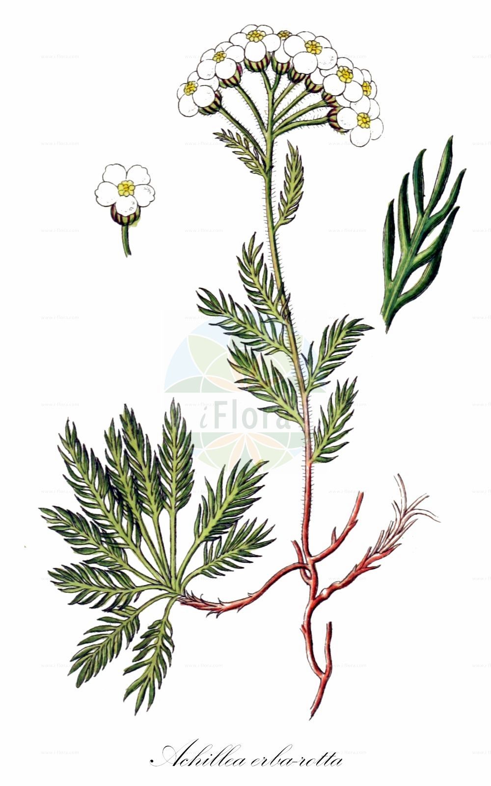 Historische Abbildung von Achillea erba-rotta. Das Bild zeigt Blatt, Bluete, Frucht und Same. ---- Historical Drawing of Achillea erba-rotta. The image is showing leaf, flower, fruit and seed.(Achillea erba-rotta,Achillea erba-rotta,Achillea haussknechtiana,Ptarmica erba-rotta,Achillea,Schafgarbe,Yarrow,Asteraceae,Korbblütengewächse,Daisy family,Blatt,Bluete,Frucht,Same,leaf,flower,fruit,seed,Sturm (1796f))
