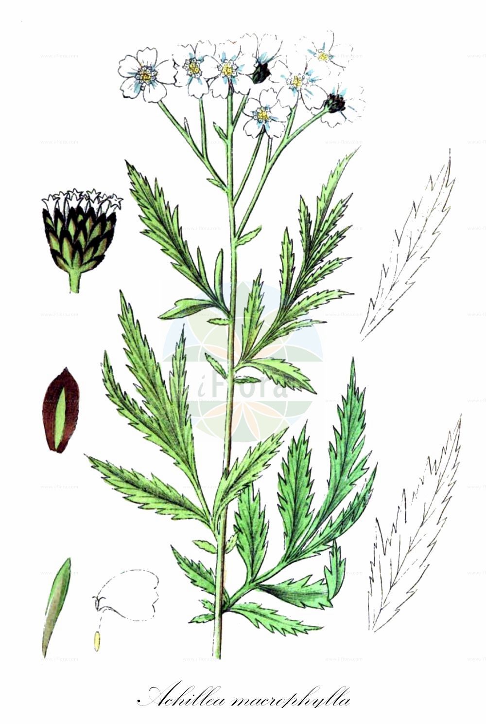 Historische Abbildung von Achillea macrophylla (Großblättrige Schafgarbe - Large-leaved Sneezewort). Das Bild zeigt Blatt, Bluete, Frucht und Same. ---- Historical Drawing of Achillea macrophylla (Großblättrige Schafgarbe - Large-leaved Sneezewort). The image is showing leaf, flower, fruit and seed.(Achillea macrophylla,Großblättrige Schafgarbe,Large-leaved Sneezewort,Achillea macrophylla,Ptarmica macrophylla,Grossblaettrige Schafgarbe,Large-leaved Sneezewort,Achillea,Schafgarbe,Yarrow,Asteraceae,Korbblütengewächse,Daisy family,Blatt,Bluete,Frucht,Same,leaf,flower,fruit,seed,von Schlechtendal (1840f))