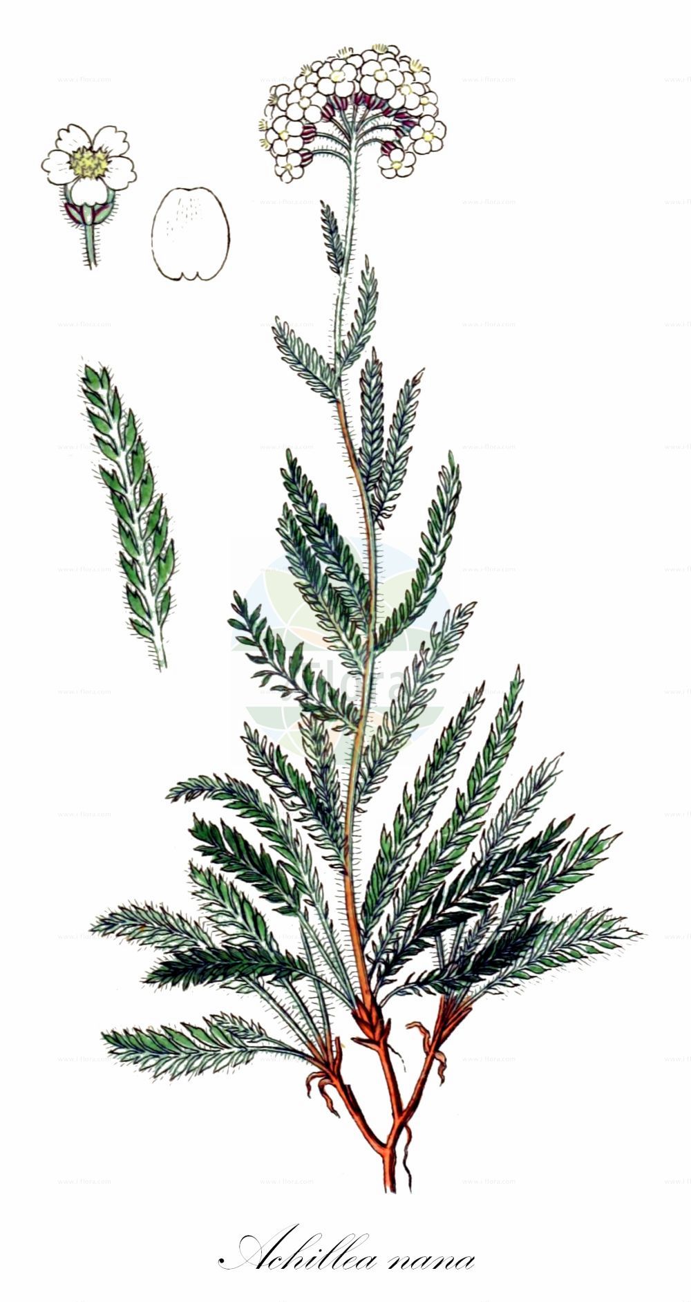 Historische Abbildung von Achillea nana. Das Bild zeigt Blatt, Bluete, Frucht und Same. ---- Historical Drawing of Achillea nana. The image is showing leaf, flower, fruit and seed.(Achillea nana,Achillea nana,Ptarmica nana,Achillea,Schafgarbe,Yarrow,Asteraceae,Korbblütengewächse,Daisy family,Blatt,Bluete,Frucht,Same,leaf,flower,fruit,seed,Sturm (1796f))