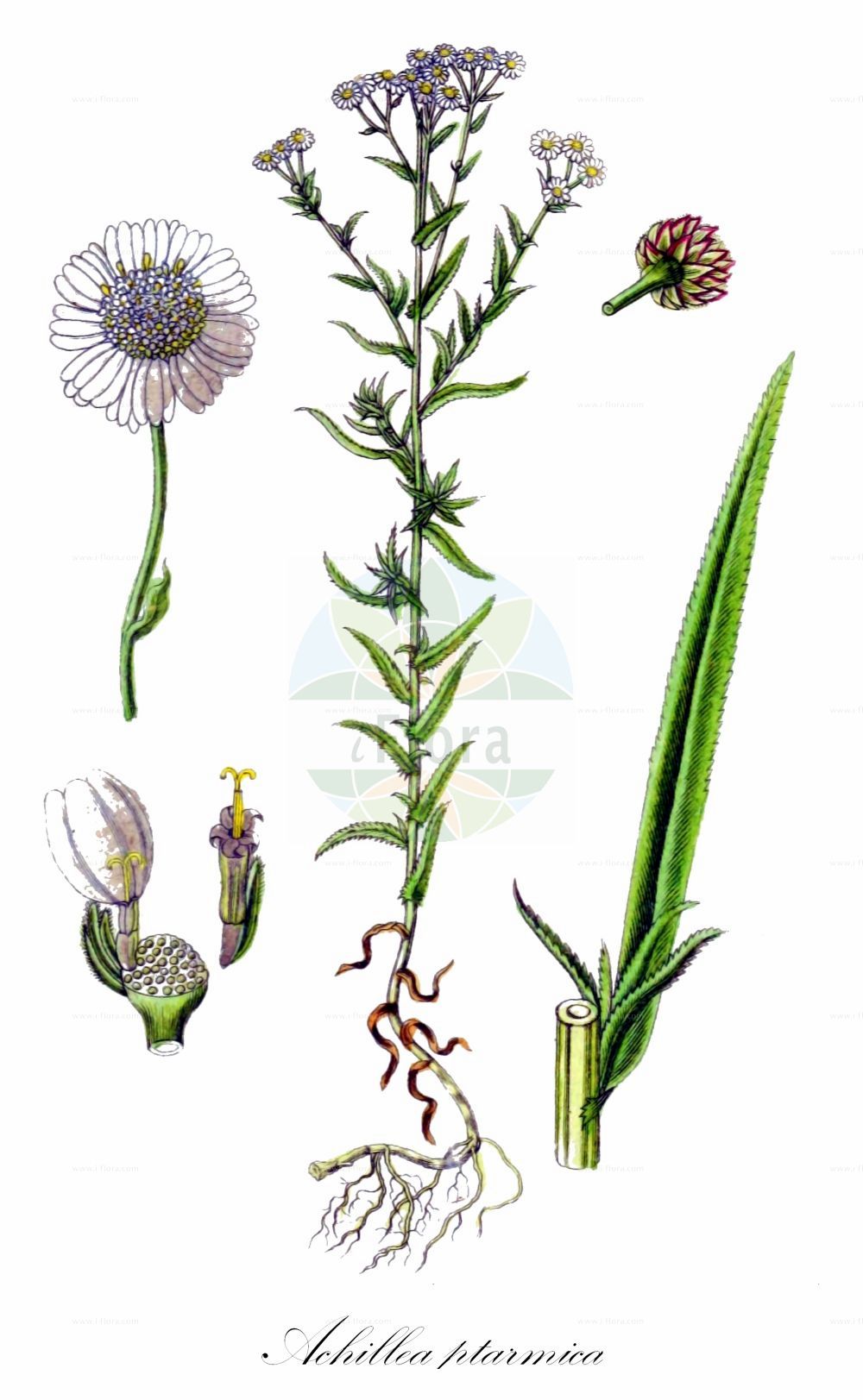 Historische Abbildung von Achillea ptarmica (Sumpf-Schafgarbe - Sneezewort). Das Bild zeigt Blatt, Bluete, Frucht und Same. ---- Historical Drawing of Achillea ptarmica (Sumpf-Schafgarbe - Sneezewort). The image is showing leaf, flower, fruit and seed.(Achillea ptarmica,Sumpf-Schafgarbe,Sneezewort,Achillea ptarmica,Ptarmica vulgaris,Sumpf-Schafgarbe,Bertram-Schafgarbe,Sneezewort,Bastard Pellitory,European Pellitory,Wild Pellitory,Fair-maid-Of-France,Goose Tongue,Goose-tongue Yarrow,Marsh Yarrow,Sneezeweed,Sneezewort Yarrow,White Tansy,Achillea,Schafgarbe,Yarrow,Asteraceae,Korbblütengewächse,Daisy family,Blatt,Bluete,Frucht,Same,leaf,flower,fruit,seed,Sturm (1796f))