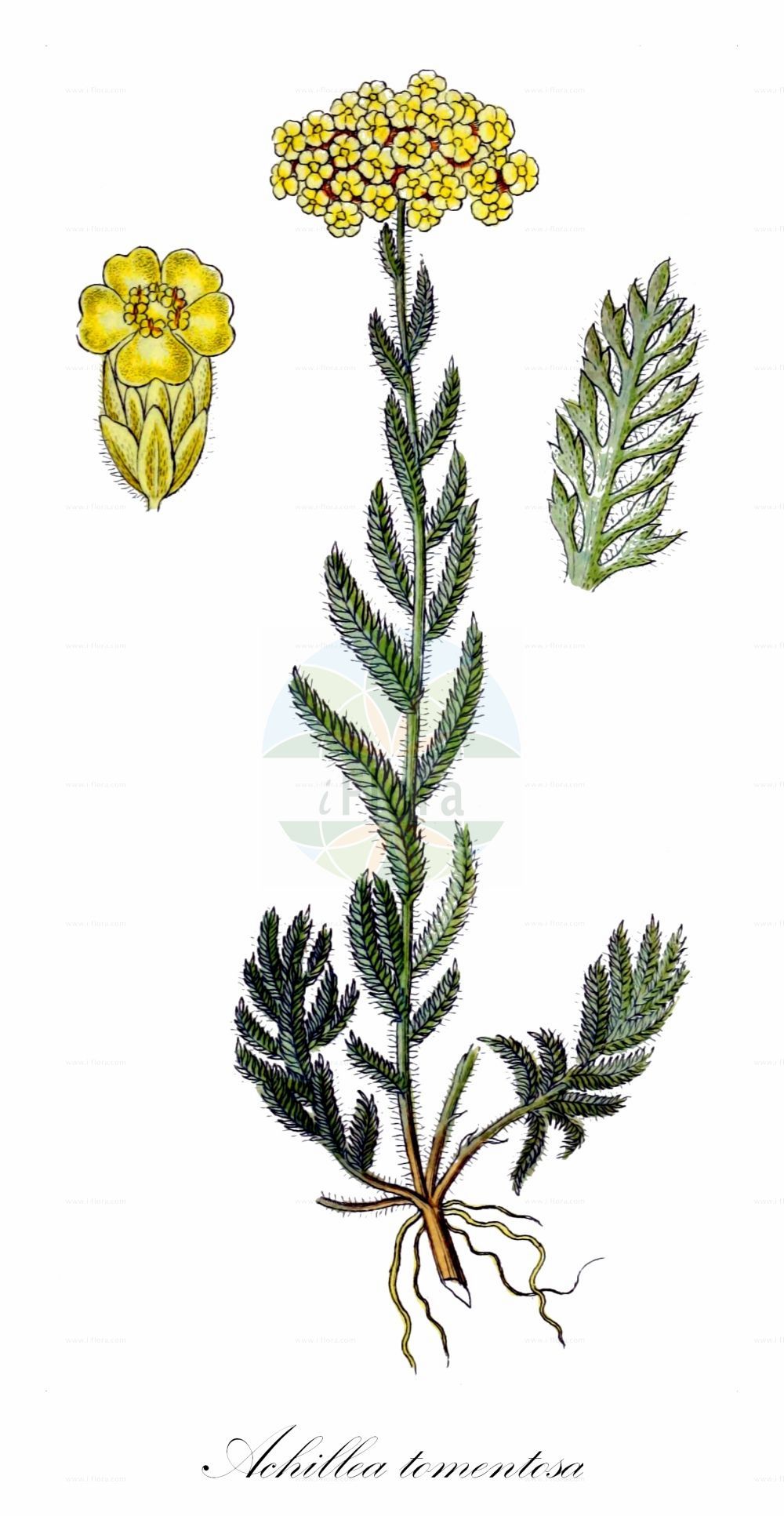 Historische Abbildung von Achillea tomentosa. Das Bild zeigt Blatt, Bluete, Frucht und Same. ---- Historical Drawing of Achillea tomentosa. The image is showing leaf, flower, fruit and seed.(Achillea tomentosa,Achillea tomentosa,Achillea,Schafgarbe,Yarrow,Asteraceae,Korbblütengewächse,Daisy family,Blatt,Bluete,Frucht,Same,leaf,flower,fruit,seed,Sturm (1796f))